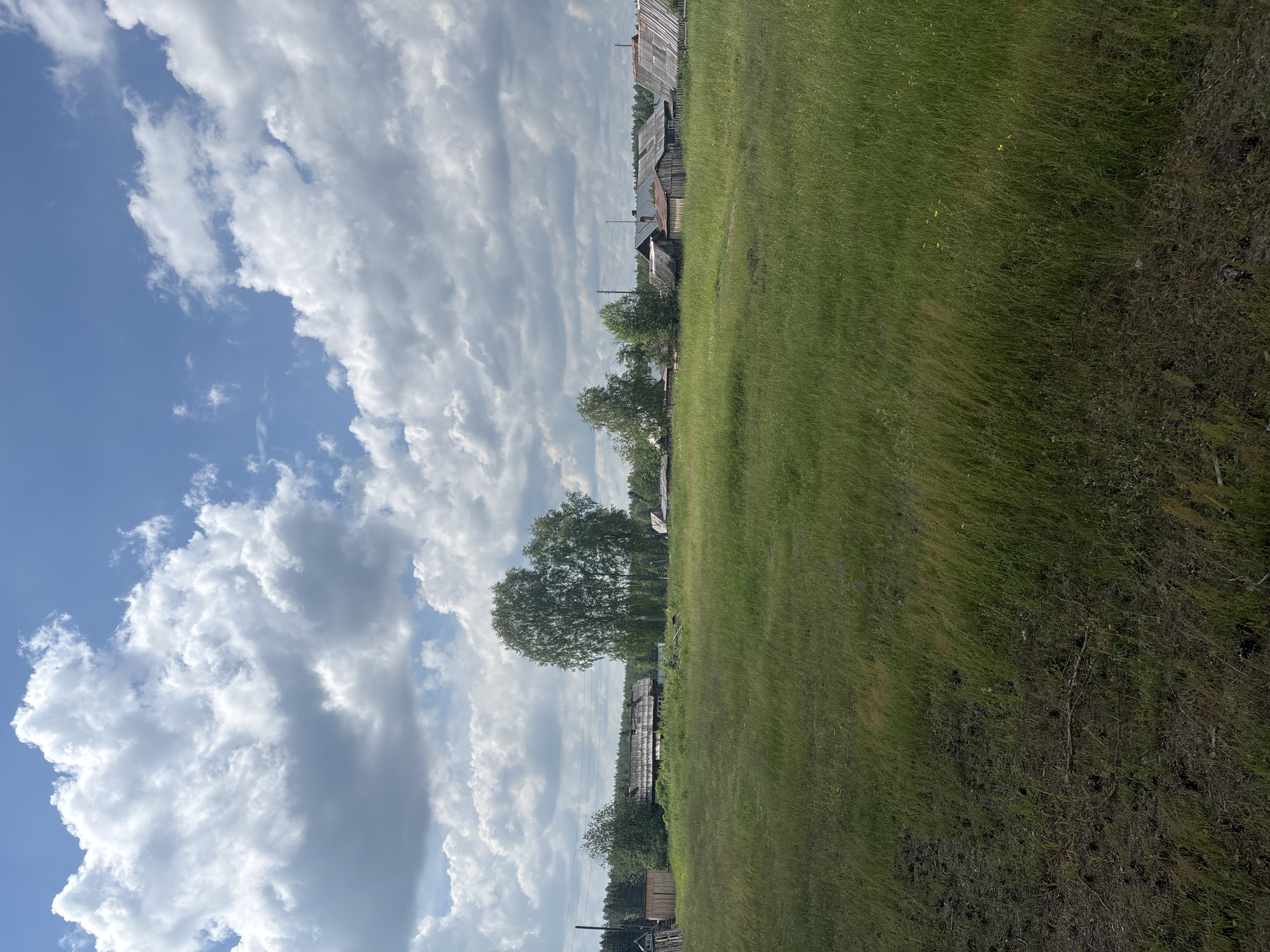 The image depicts a rural landscape under a cloudy sky with patches of blue. In the foreground, a field of tall, green grass extends towards a line of rustic wooden buildings and trees in the middle ground. The buildings appear to be old, with weathered wooden siding and corrugated metal roofs. Some of the structures are in disrepair. Two tall birch trees stand prominently behind the buildings. A treeline of dense coniferous forest forms the horizon. Power lines are visible crisscrossing the scene. The ground in the immediate foreground appears to be darker, possibly with soil and scattered debris. The scene is consistent with a rural settlement in the Kurgan Oblast of Russia.