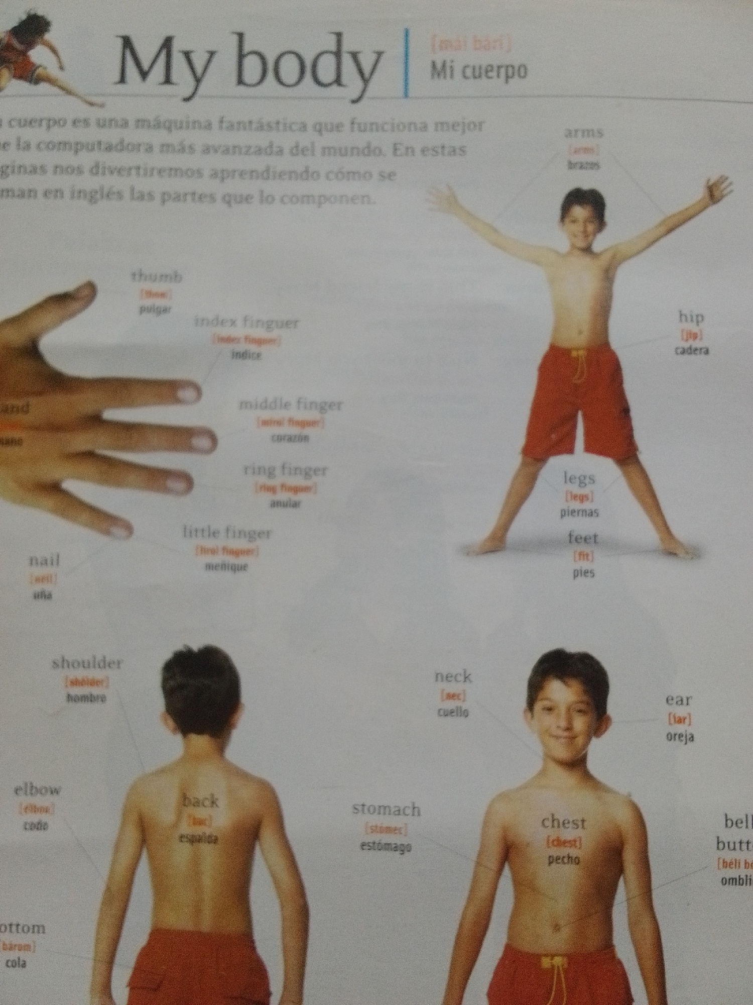 The image is a page from an educational resource, likely a children's book or poster, that teaches body parts in English and Spanish. The title, "My body" and "Mi cuerpo," is prominently displayed at the top. The main visual is a split image: on the left, a close-up of a human hand with its fingers labeled; on the right, a full-body view of a young boy with various parts of his torso and limbs labeled. Text labels in English, with Spanish translations in parentheses or below, are used to identify parts such as "thumb," "index finger," "middle finger," "ring finger," "little finger," "nail," "hand," "arms," "hip," "legs," "feet," "shoulder," "elbow," "back," "neck," "stomach," "chest," "ear," and "belly button." The boy is standing with his arms extended, wearing red shorts. The background is a plain white. There is no indication or depiction of the city of La Tagua, Venezuela, within this image.