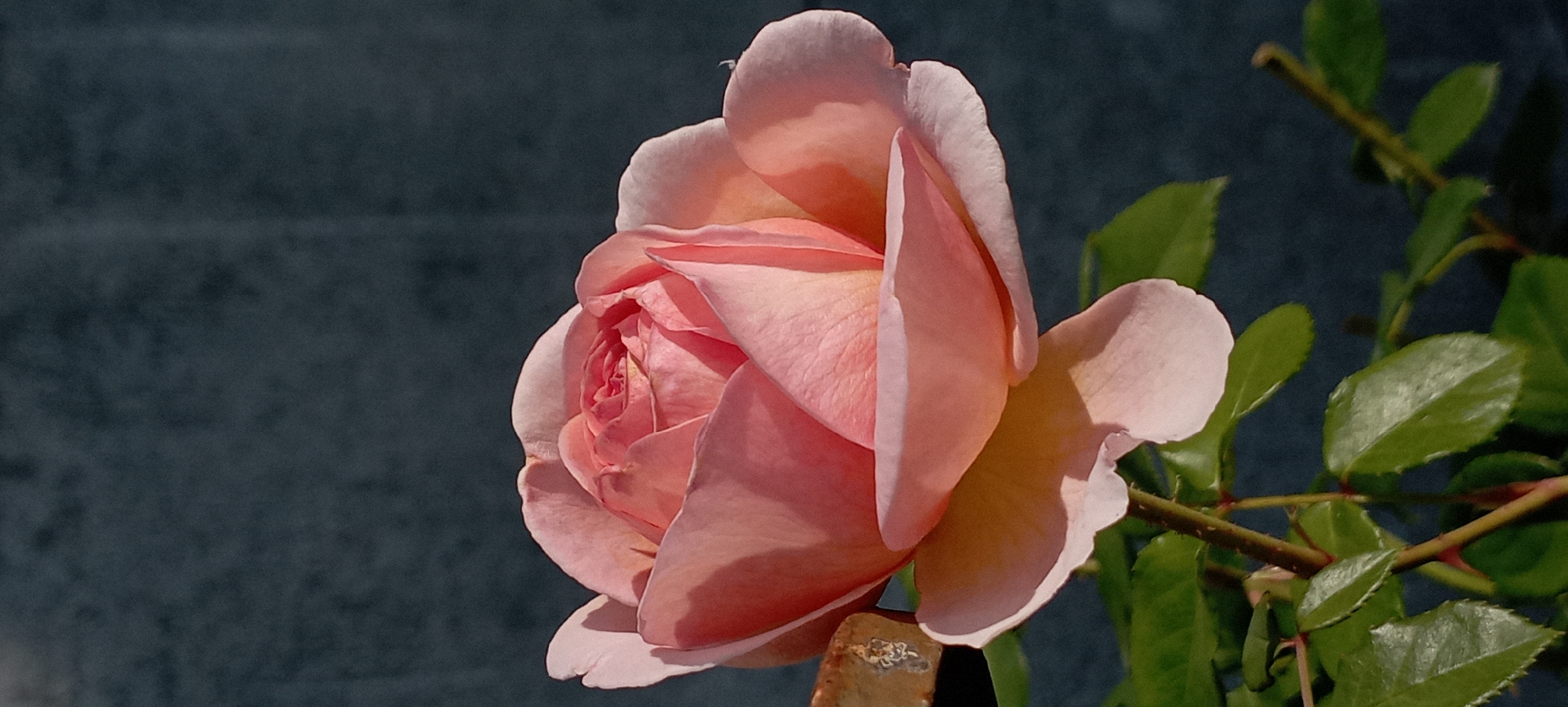 A close-up, vertical shot features a light pink rose in full bloom against a dark, textured background. The rose's petals are delicately layered, with some showing hints of yellow and peach in the sunlight. Green leaves and a thorny stem are visible at the bottom left of the frame. The dark background appears to be a wall or a similar surface, possibly in an outdoor setting. No people or specific locations within Radisne, Ukraine are identifiable from the image.