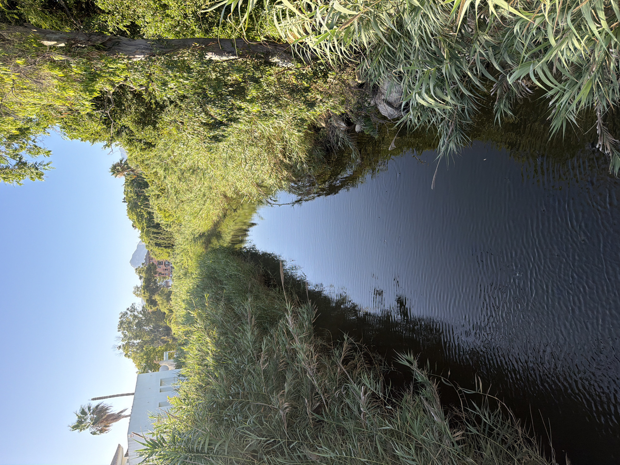 A calm, narrow waterway flows through a natural landscape, bordered by dense green reeds and trees. In the distance, buildings and a palm tree are visible, with a mountain peak on the horizon under a clear blue sky. The scene appears to be located in Saladillo-benamara, Spain, given the vegetation and architectural style.