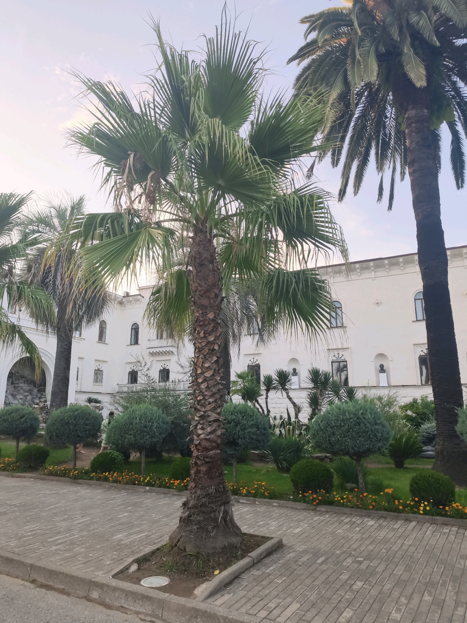 A palm tree stands in the foreground of the image, casting a shadow on a paved walkway and a well-manicured garden. The walkway is made of interlocking brick pavers, bordered by a concrete curb and a strip of grass. Beyond the garden, a grand white building with arched windows and decorative balconies is visible, its architecture suggesting a historical or governmental function. The building is partially obscured by more palm trees and lush greenery. The sky above is a pale, hazy blue, with hints of soft pink, indicating either dawn or dusk. The overall scene conveys a sense of tropical tranquility and architectural elegance, possibly a park or public space in Sokhumi, Abkhazia.