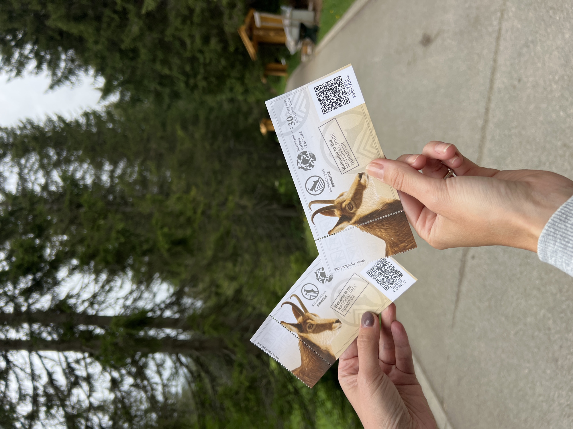 In an outdoor setting in Pitomine, Montenegro, two hands are holding two identical entrance tickets, suggesting an imminent visit to a national park. The hands, likely belonging to the same person, have light skin. The left hand's fingernails are painted with a dark polish, and the right hand displays a subtle ring on the ring finger.
Each ticket features a detailed illustration of a chamois (mountain goat) head and shoulders. Both tickets have perforated edges on one side and display the text "www.nparkovi.me", "Nacionalni park DURMITOR", and "Welcome to the NATIONAL PARK DURMITOR". Distinct logos, one depicting a chamois and another a mountain/tree symbol, are also visible. One ticket additionally features text stating "30 years first ecological state" and "Nacionalni parkovi CRNE GORE". Each ticket includes a QR code with alphanumeric identifiers: "1629200 X3RH97DDG" on the upper ticket and "1625100 4SLXSNKJV" on the lower ticket.
The background is blurred, showing dense green foliage from coniferous trees, consistent with a mountainous or forested park environment. A light, overcast sky is visible through the tree canopy. A paved surface runs through the mid-ground, and a faint wooden structure can be seen in the far background. The scene appears to be taking place during daylight hours under cloudy weather conditions.