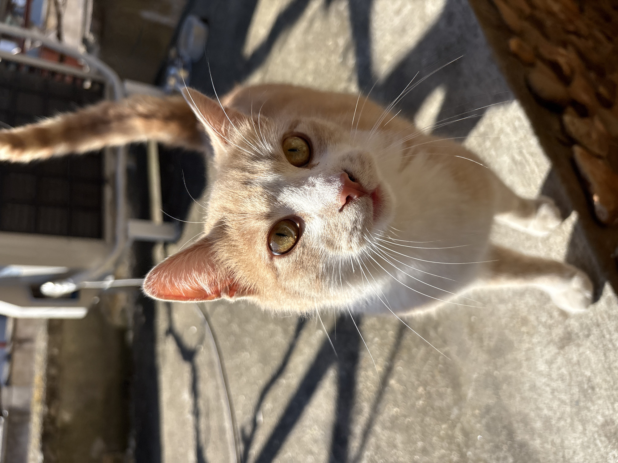 An overhead shot depicts a light orange and white cat with yellow-green eyes looking up at the camera. Its pink nose is in sharp focus. The cat is standing on a concrete surface marked by shadows, likely from a nearby structure. A blurred tail is visible to the left, and part of a brown object, possibly a tree trunk, is on the right. The location is unknown but could be Silistra, Bulgaria.