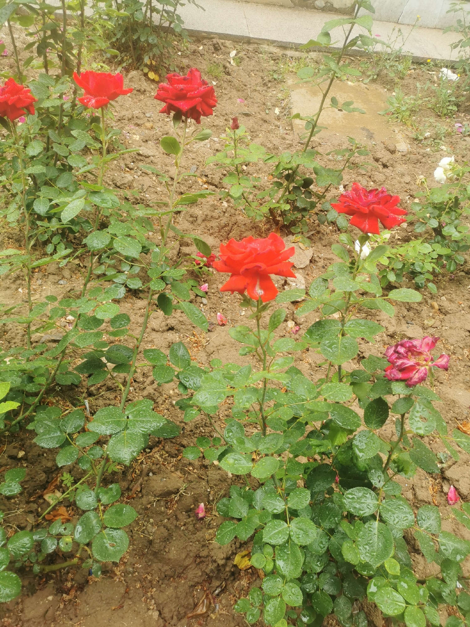 This full-shot image captures a vibrant garden scene featuring several rose bushes with bright red and one fading dark pink/purple roses. The plants are set against a backdrop of somewhat dry, brownish soil, indicating a garden bed or natural ground.
The primary subjects are the roses, with five prominent red blooms scattered across the frame. One rose towards the bottom right shows signs of wilting or past bloom, with its petals curled and discolored to a deep pink/purple. All the green leaves on the rose bushes are speckled with clear water droplets, suggesting recent rainfall or watering.
In the background, a light-colored concrete structure, possibly a wall or pathway edge, is visible. Scattered green weeds and small plants grow among the rose bushes and in the background. The overall impression is one of freshness after rain, with the vivid red of the roses contrasting against the green foliage and earthy tones of the soil.
There is no discernible activity taking place, as it's a still life of nature. The time of day appears to be daytime, with natural light illuminating the scene evenly, suggesting an overcast sky or soft light. No people or visible text are present in the image. The setting is likely an outdoor garden or public green space in Blagoevgrad, Bulgaria.