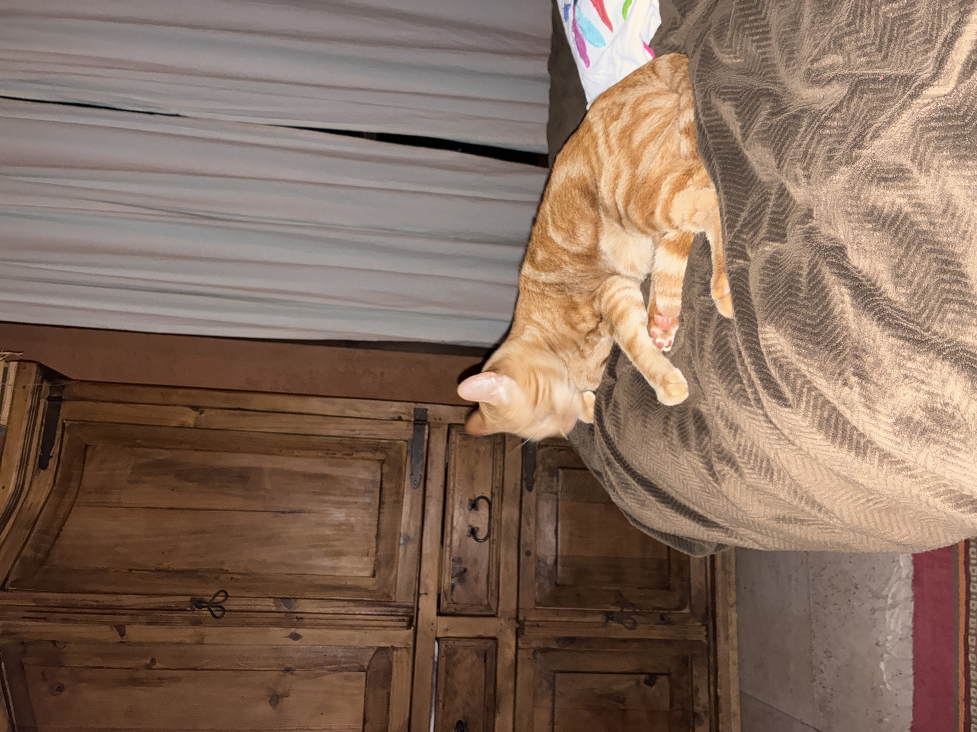 A ginger tabby cat is draped over the edge of a brown upholstered piece of furniture. The cat's head and front paws hang downwards. Below the cat and furniture is a wooden cabinet. Above is a white and pale brown horizontal-striped covering. The scene is in an indoor setting. The location is Cañada de Madero, Mexico.