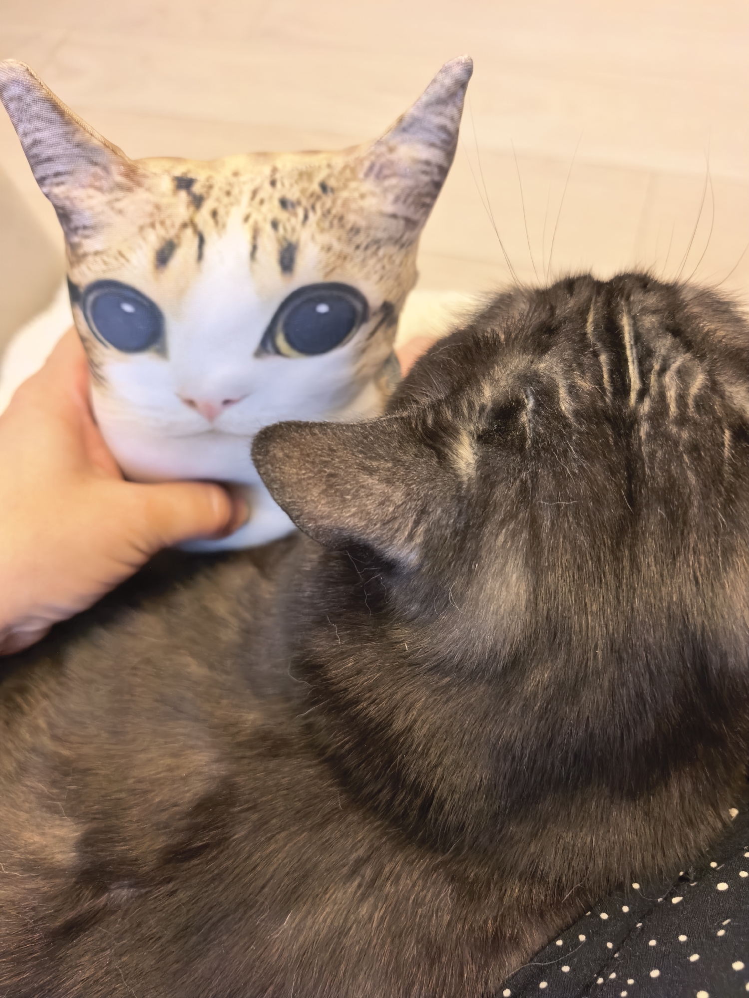 A person's hand holds a stuffed cat toy with large cartoon eyes near the head of a dark-colored cat. The cat's fur is brown with black tabby markings. The cat's ear is visible, as is the back of its head. A patterned fabric, possibly clothing, is visible at the bottom of the image. The background is blurred and appears to be a light-colored floor.