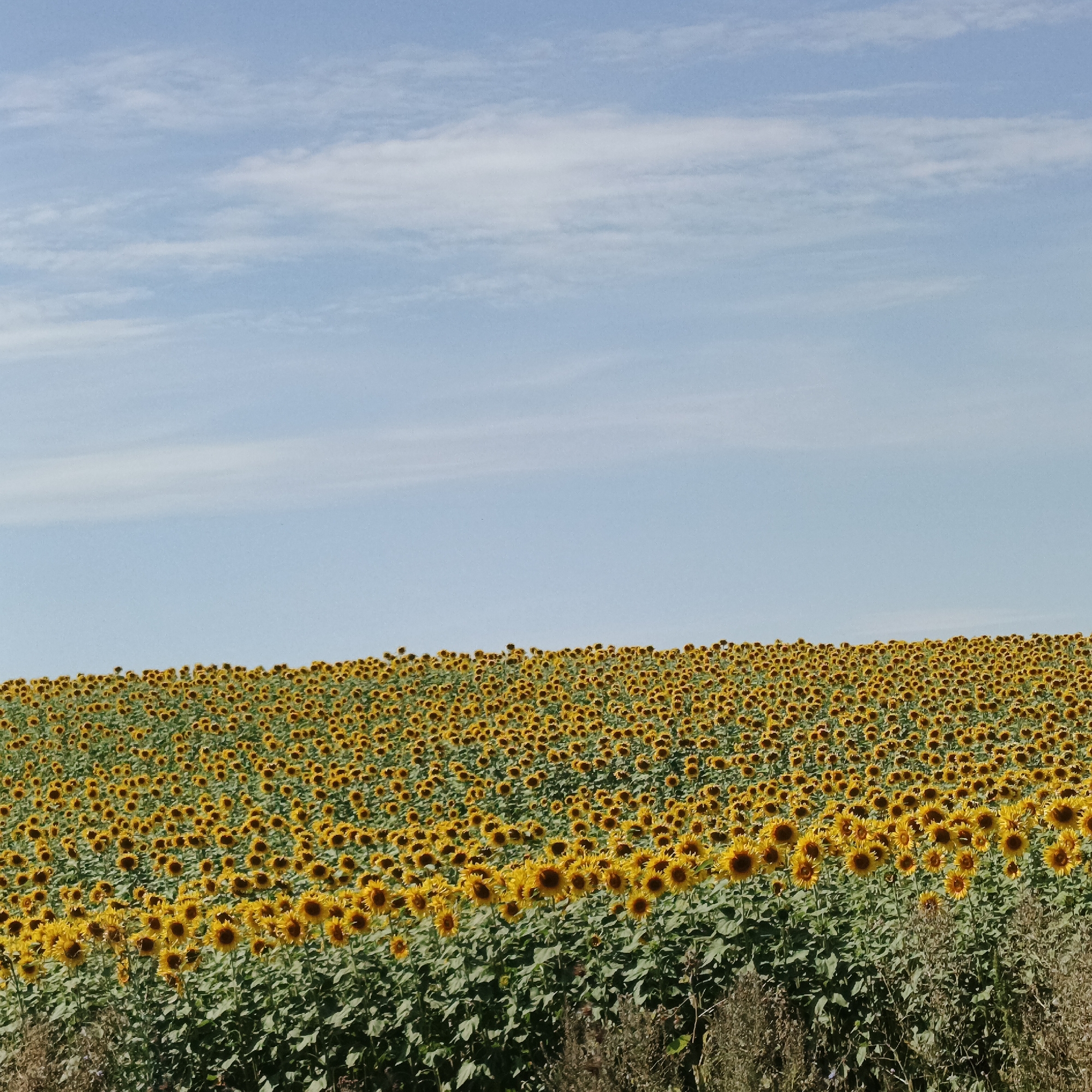 The image depicts a vast field of sunflowers under a bright blue sky with wispy clouds. The sunflowers, in full bloom with yellow petals and dark centers, stretch across the landscape, creating a vibrant mosaic of color. The dense green foliage of the sunflower plants forms a textured carpet in the foreground and middle ground. The horizon is marked by the undulating line of the field. The sky occupies approximately the top third of the image. There are no people or man-made structures visible in the scene. The overall impression is one of natural abundance and a warm, sunny day.