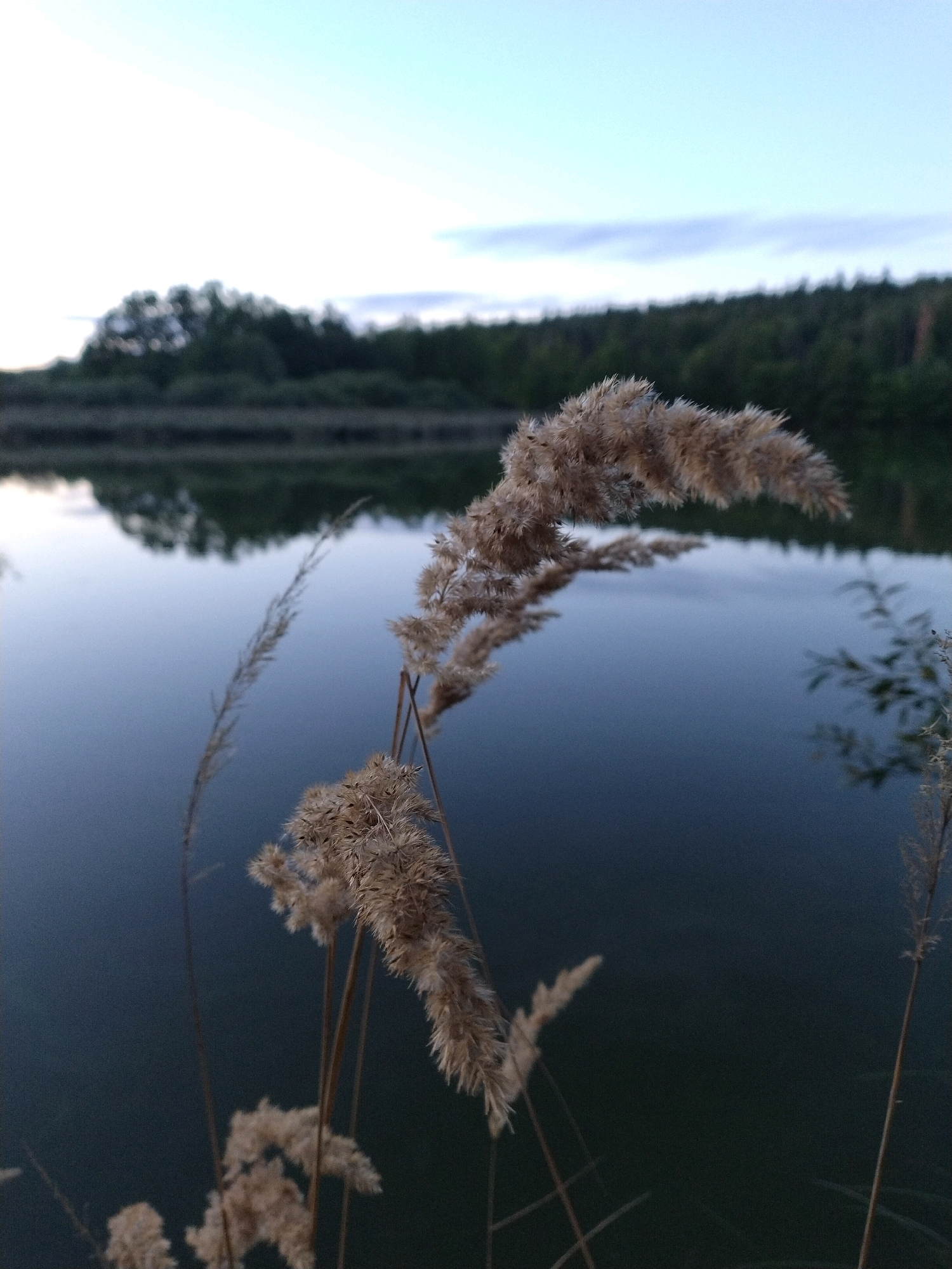 The image depicts a close-up view of dried reeds in the foreground, positioned against a blurred backdrop of a calm body of water. The water reflects the sky, which is a pale blue transitioning to lighter tones at the horizon. Beyond the water, a dark, dense line of trees forms the distant landscape. The overall mood is serene and natural, suggesting an outdoor setting possibly near a lake or river. There are no people or animals visible in the image. The location is specified as being in the city of Dobev, Czechia.
