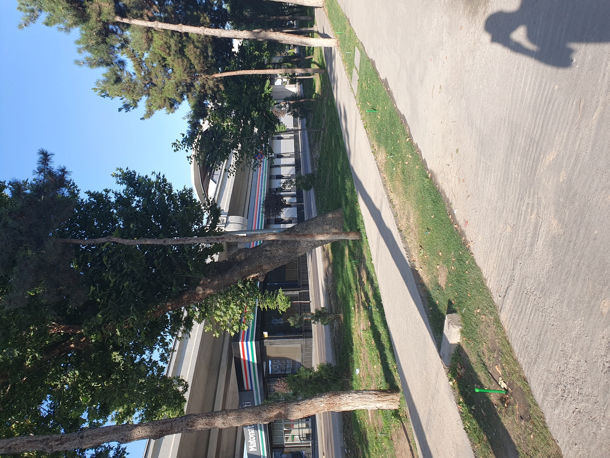 The image depicts an outdoor scene in Tashkent, Uzbekistan, on a clear, sunny day. In the foreground, a concrete sidewalk runs diagonally across the frame, bordered by a strip of grass and trees. The grass has some fallen leaves. Several green stakes are visible in the grass, possibly marking irrigation or utility lines. A shadow of a person holding a camera is cast on the sidewalk in the lower right corner.
Further back, a multi-story building with a modern facade is visible, partially obscured by trees. This building appears to be a commercial establishment, with a prominent sign displaying "Matonati" and colorful stripes along its upper edge. The building is situated beneath an elevated structure, likely an overpass or part of a transportation system, supported by concrete pillars. The architecture suggests a contemporary urban setting. The trees in the image are a mix of deciduous and coniferous varieties, casting distinct shadows on the ground. The sky is a clear, bright blue.