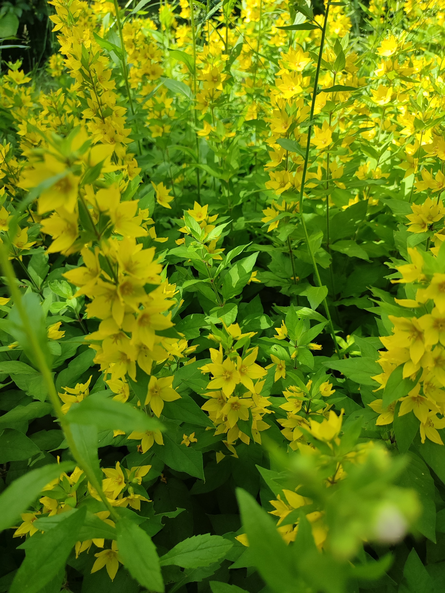 A dense cluster of yellow flowers with pointed petals and green leaves fills the frame. The flowers grow on thin stems, and many are clustered together in bunches. The lighting suggests it is daytime, possibly overcast or in dappled shade, as there are no harsh shadows. The background is a blur of more green foliage and hints of other yellow flowers, indicating a garden or natural setting. There are no people or animals visible. The location is identified as Shyshaky, Ukraine, suggesting this is a natural scene within that area.