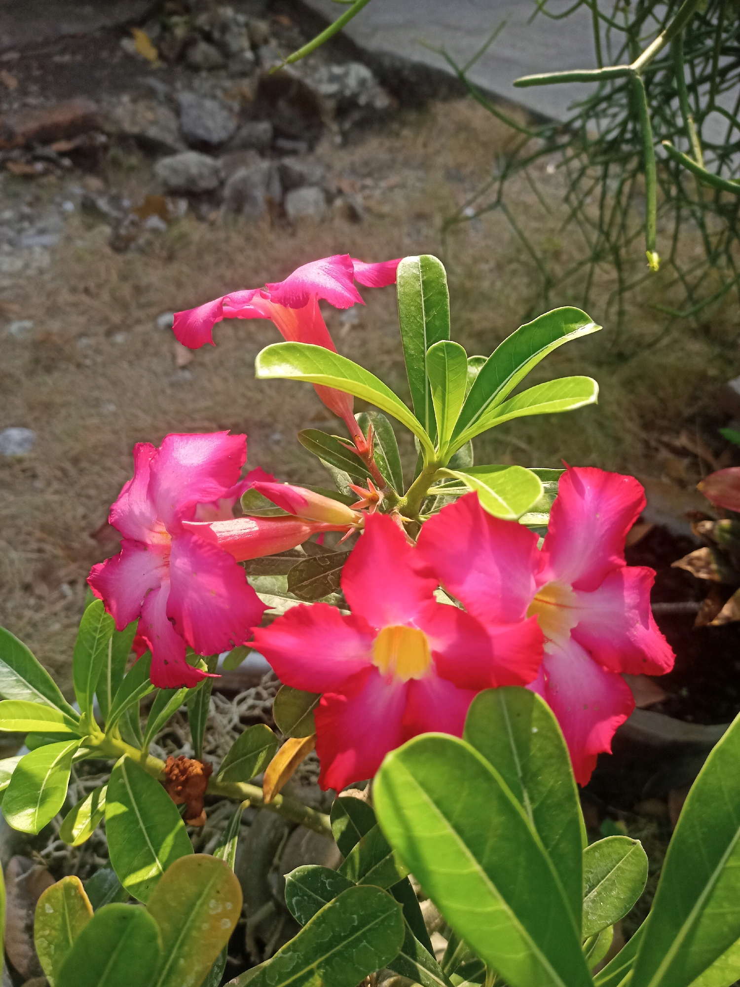 A close-up, low-angle outdoor shot captures a cluster of bright pink desert rose flowers in bloom, with their vibrant petals highlighted by sunlight. The flowers, with their distinctive trumpet shape and yellow centers, are the focal point of the image. They are surrounded by lush, green leaves. In the background, a blurred earthy terrain with rocks and dry vegetation suggests a natural or semi-natural environment. To the right, a delicate green vine with thin, segmented branches adds a contrasting texture and color to the scene. The overall impression is one of natural beauty and the resilience of desert flora, potentially found in the arid or semi-arid regions of Sumberlawang, Indonesia.