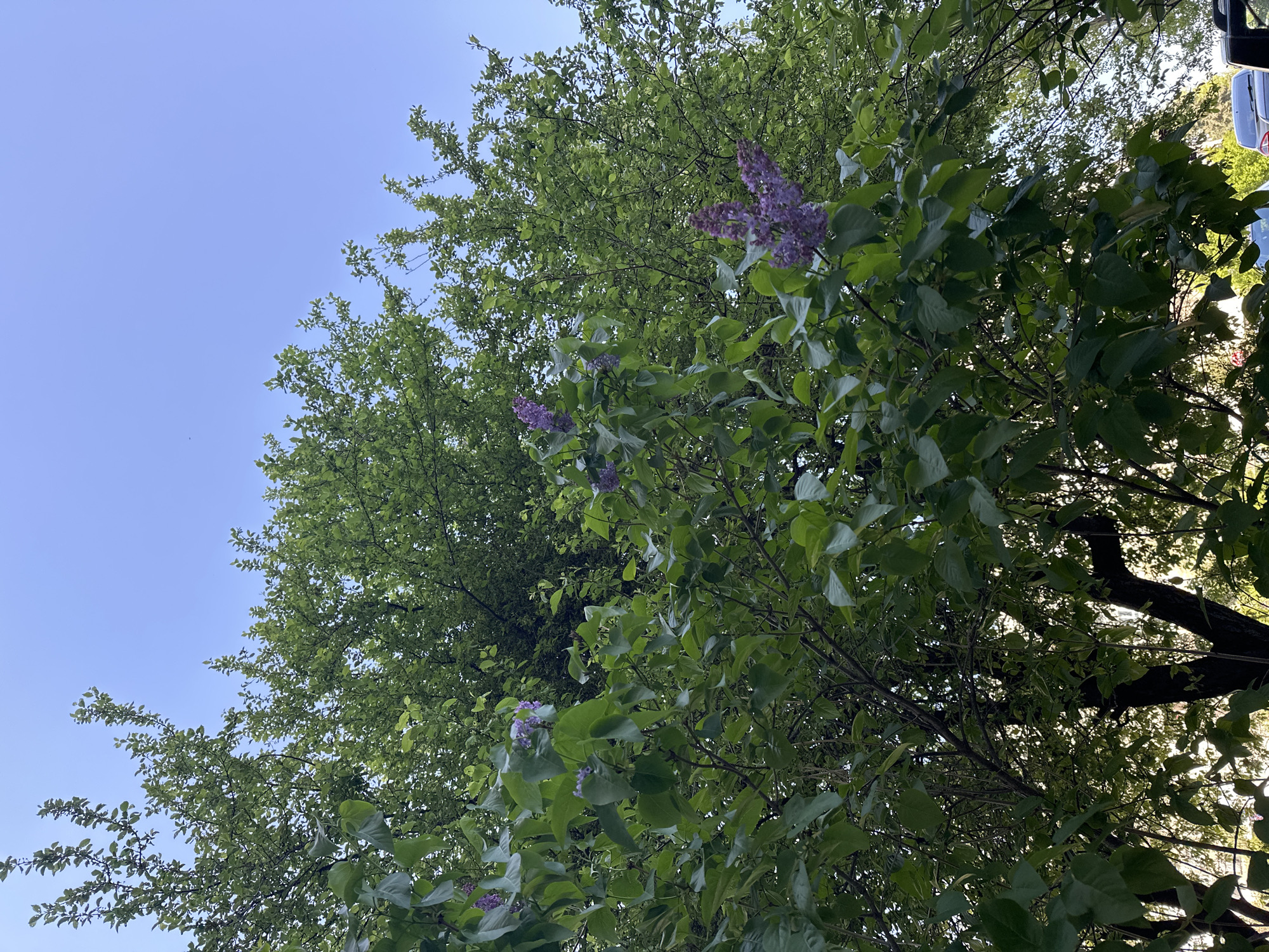 The image provides an upward view into a dense canopy of lush green trees against a clear, bright blue sky. Numerous clusters of vibrant purple lilac flowers are scattered throughout the verdant foliage, indicating spring or early summer. The leaves are fresh and full, creating a rich texture as sunlight filters through the gaps in the canopy. In the upper right portion of the image, partially obscured by the leaves, are subtle hints of a white and red vehicle, possibly a bus or truck, and some indistinct architectural elements. The bright, cloudless sky suggests a fair, sunny day. The scene captures a tranquil outdoor environment, likely a park, garden, or tree-lined street in Sofia, Bulgaria, characterized by blooming flora. No people or visible text are present.