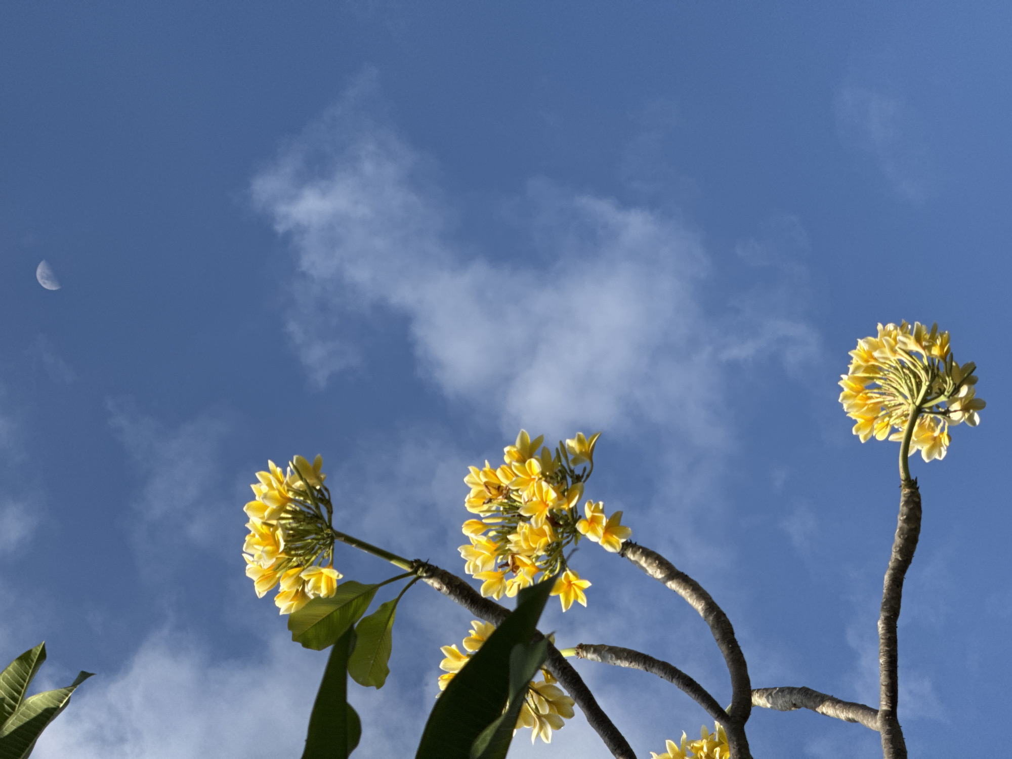 In Denpasar, Indonesia, a photograph captures a low-angle view of yellow plumeria flowers against a bright blue sky with scattered clouds. A sliver of the moon is visible in the upper right quadrant. Branches of the plumeria tree are prominent in the foreground, with leaves visible in the upper left corner. The image is a close-up of the flowers and branches, with the sky occupying the majority of the frame. There are no people or animals present in the scene. The lighting suggests it is daytime.