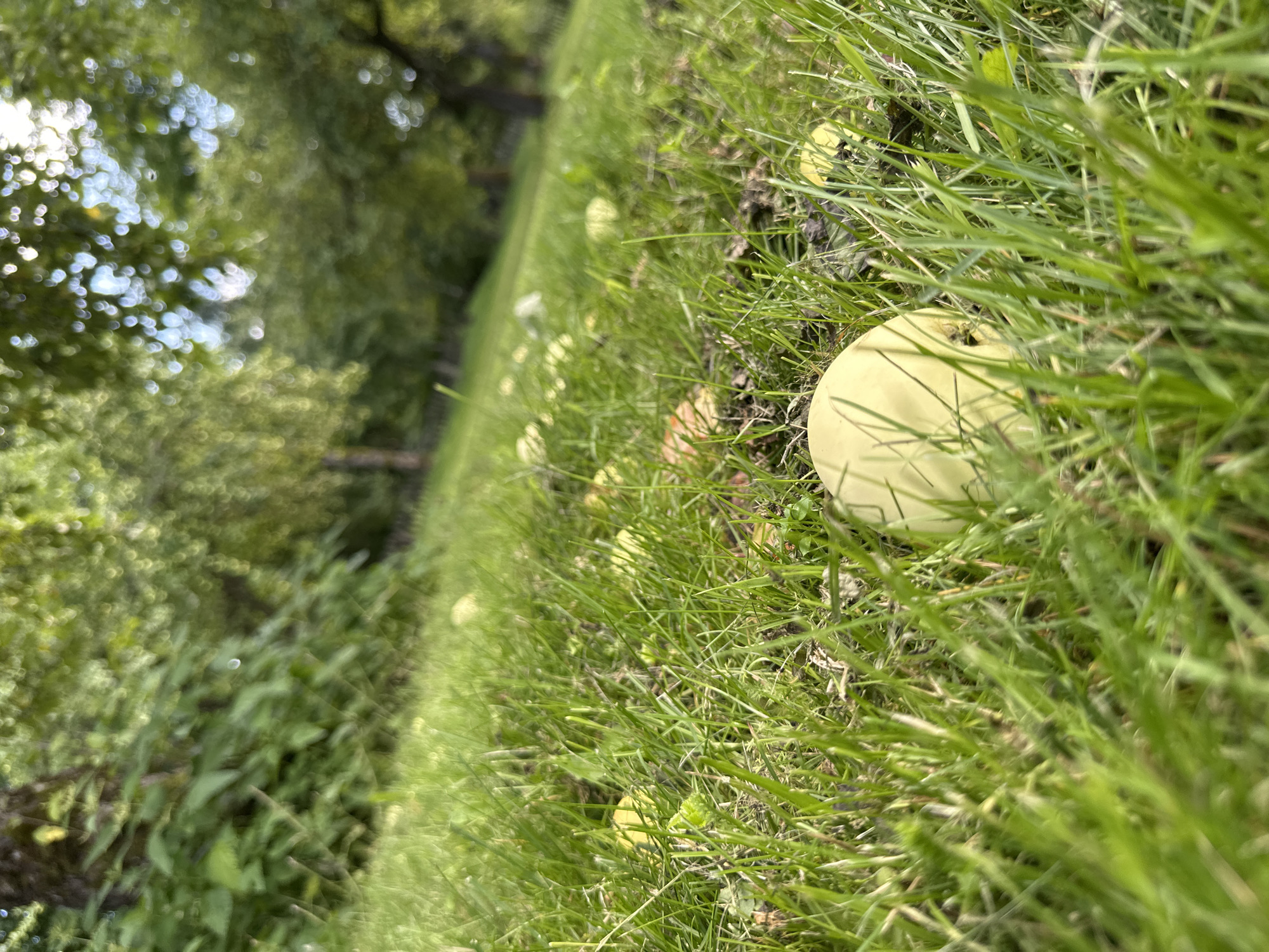 The image depicts a low-angle view of a grassy area with several fallen light green apples scattered across the ground. The grass is lush and green, with some patches of darker earth visible. In the background, out of focus, are trees and foliage, suggesting an orchard or a park-like setting. The lighting indicates it is daytime, with sunlight filtering through the leaves of the trees, creating dappled light and highlights. There are no people visible in the image. The overall scene suggests a natural environment, possibly an orchard in Norviliškės, Lithuania, during harvest season, where apples have fallen from trees and are lying on the grass.