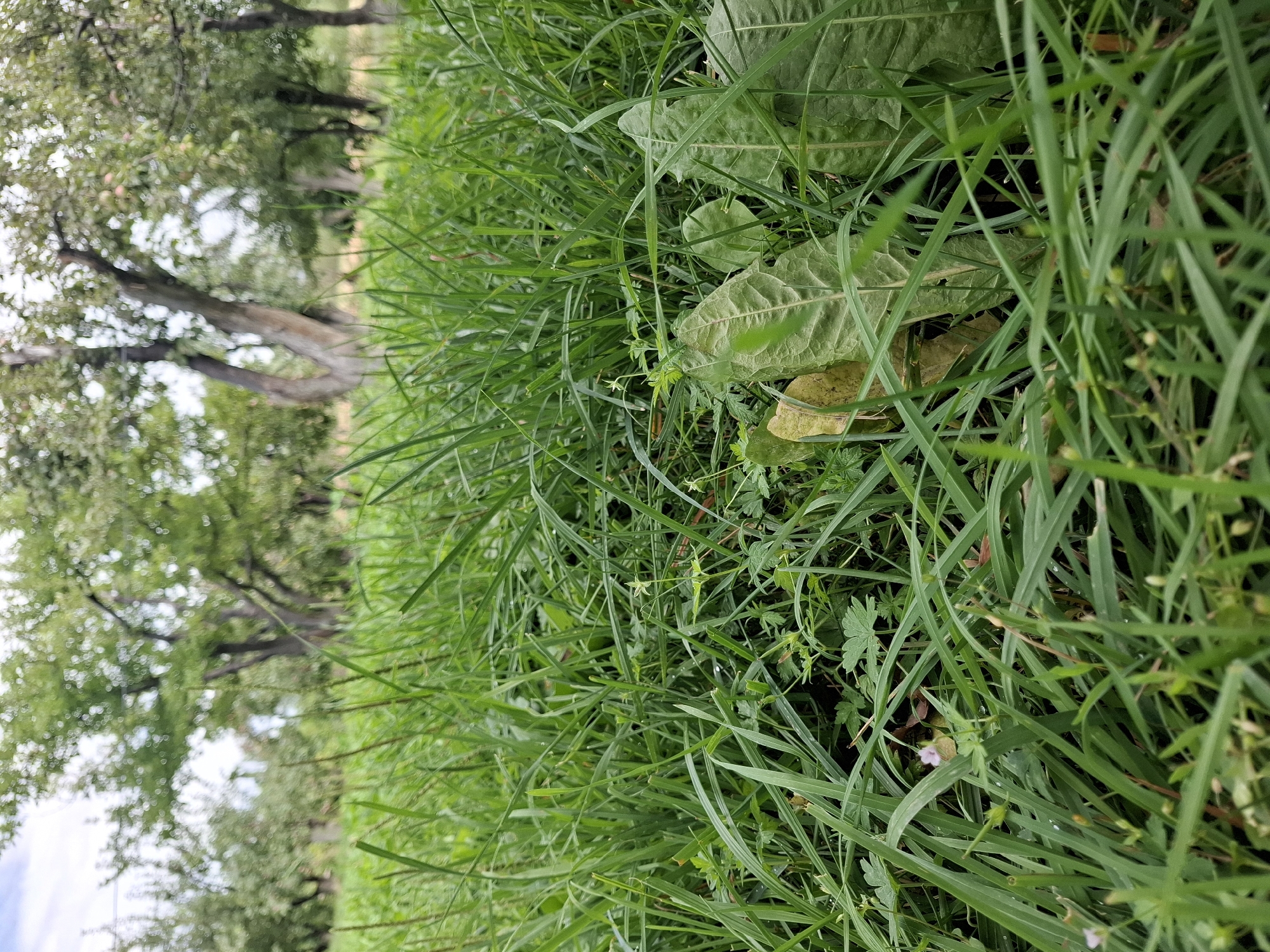 The image depicts a low-angle view of a grassy area with trees in the background. The foreground is dominated by dense green grass, with some broader leaves interspersed. In the distance, several trees with green foliage are visible, suggesting an outdoor, possibly park-like or orchard setting. The sky is partially visible, appearing overcast or hazy. No people or specific actions are evident. The environment suggests a natural setting within the city of Jeti-Ögüz, Kyrgyzstan.