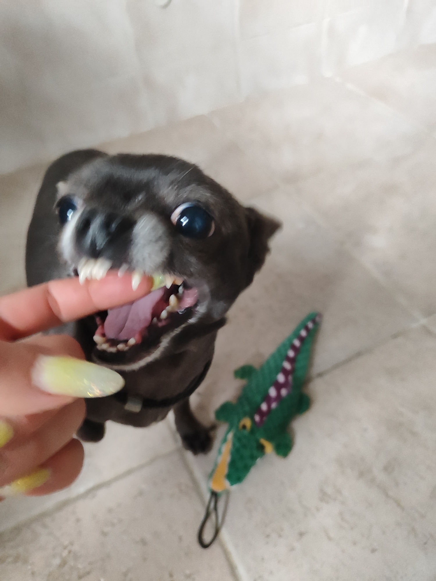A close-up shot captures a small, dark-colored dog with wide, dark eyes playfully nipping at a finger. The dog's mouth is open, revealing sharp teeth and a pink tongue. The finger, adorned with a light yellow, glittery nail polish, is positioned in the dog's mouth. To the right of the dog and finger lies a small, green plush alligator toy with purple polka dots. The setting appears to be indoors, with a tiled floor and a neutral-colored wall or background, possibly a bathroom or kitchen. The lighting suggests it could be daytime. The overall tone is playful and lighthearted, highlighting the interaction between the dog and the finger. No visible text is present in the image.
