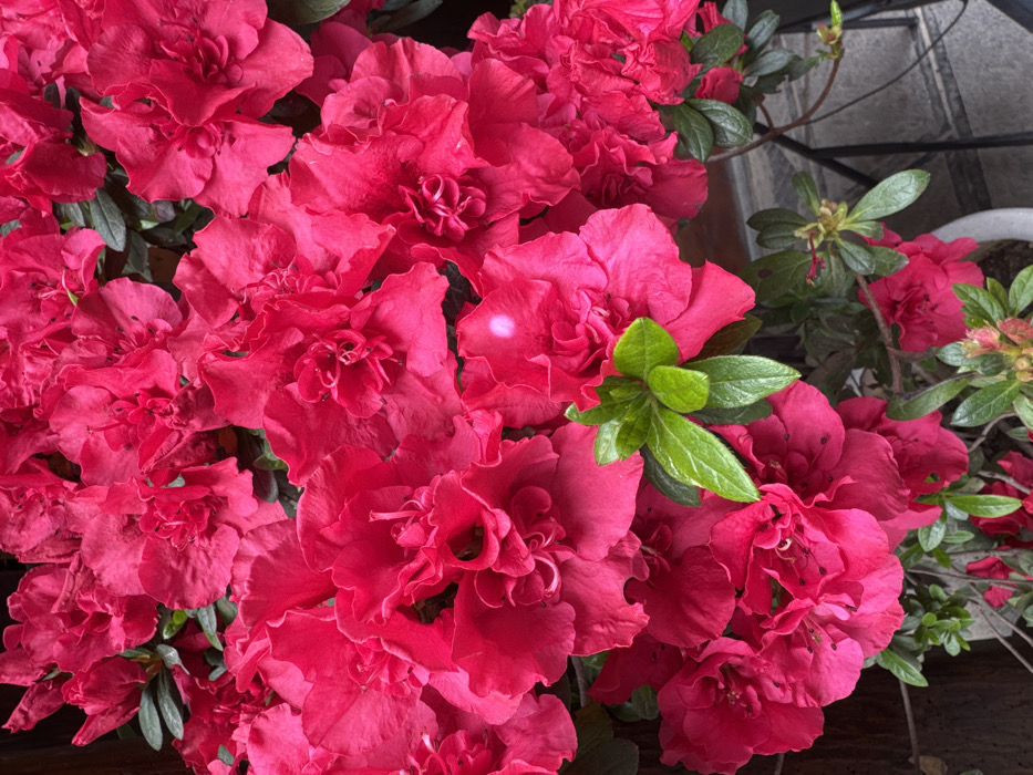 The image displays a dense cluster of bright magenta azalea flowers and their foliage, captured in an outdoor setting. The flowers feature multiple layers of ruffled petals, with some showing dark centers. Interspersed among the blooms are small, oval-shaped green leaves. A small, bright white spot is visible on one of the central flowers. In the lower right corner, the rim of a white plant pot is partially visible, containing more green leaves and developing flower buds. A dark, possibly wooden surface forms a background on the left side of the image, while a faint, darker, structured element resembling a railing or building facade is present in the lower right background. No people are present, and no specific actions or interactions are depicted. The provided image does not contain any visual information to confirm the location as the city of Furong, China.