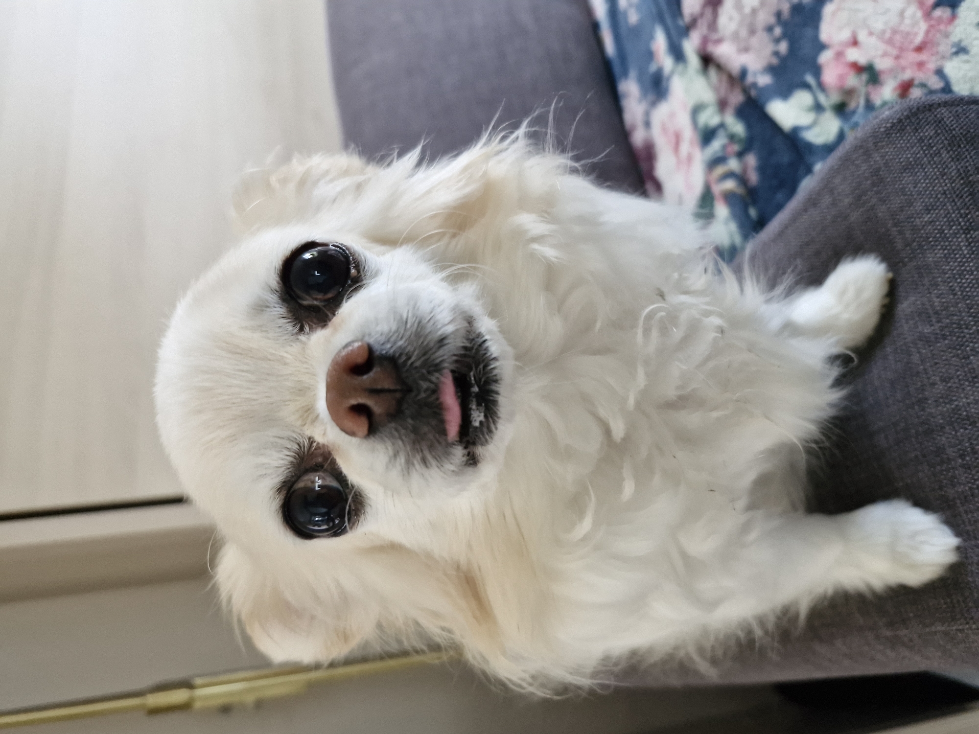 A small, long-haired, cream-colored dog with large, dark, reflective eyes and a dark brown nose is centered in the frame. A small pink tongue protrudes slightly from its mouth. The dog is positioned on a textured, grey upholstered surface, consistent with a sofa or armchair. In the immediate background to the right, a blue fabric with a floral pattern (featuring pink and white flowers and green leaves) is visible. To the left, a light-colored wall or architectural element is visible, with a narrow, vertical golden-toned object on the far left edge. No human subjects are present. The location is an indoor setting in Unknown, Unknown.