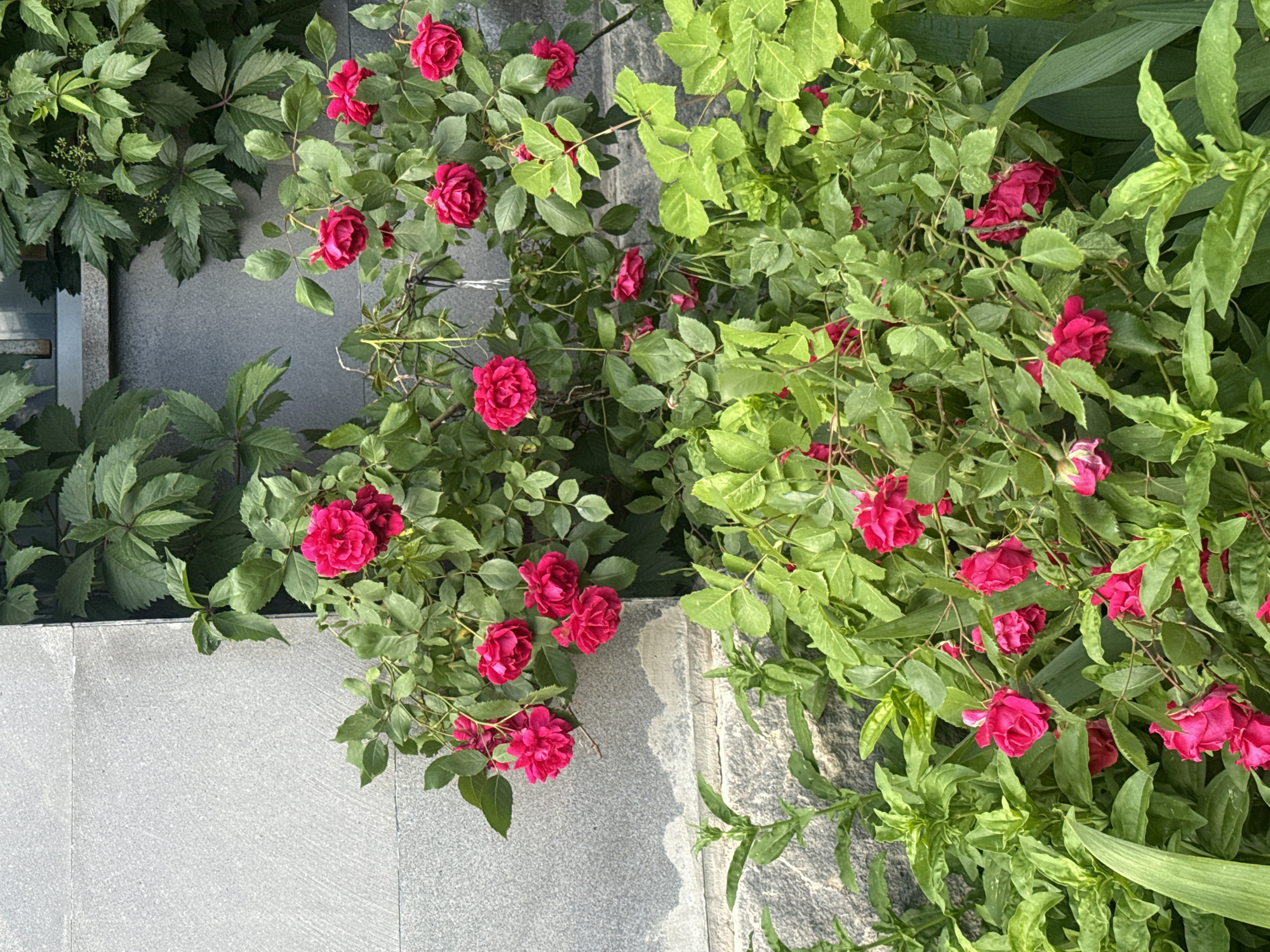 A cluster of bright pink roses is blooming in front of a grey stone wall in the city of Abovyan, Armenia. The roses are on a bushy plant with green leaves and some appear to be slightly wilting. The stone wall is textured and appears to be part of a building. Green leafy vines are growing on the wall above the roses. The lighting suggests it is daytime.