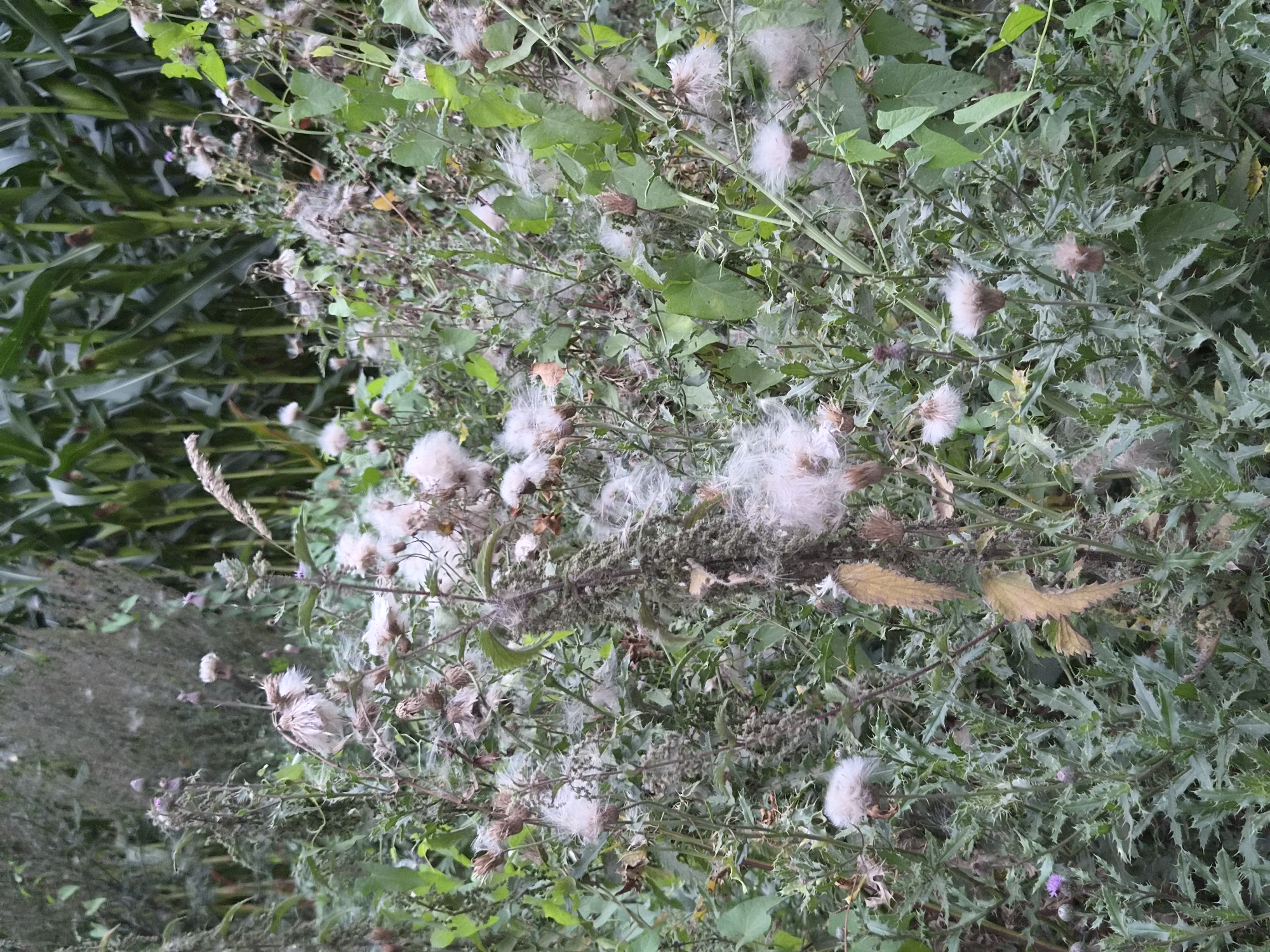 This image captures a close-up view of a patch of thistles and other wild vegetation in Schiffdorf, Germany. The thistles are in various stages of development, with some still bearing unopened buds and others displaying fluffy seed heads composed of numerous fine filaments, indicating they have gone to seed. The surrounding foliage is a mix of green leaves and dried stalks, with a blurred background suggesting the presence of larger plants, possibly corn stalks, due to their height and broad leaves. The overall impression is one of a natural, somewhat overgrown area, likely a field edge or a roadside verge. There are no people or animals visible in the frame.
