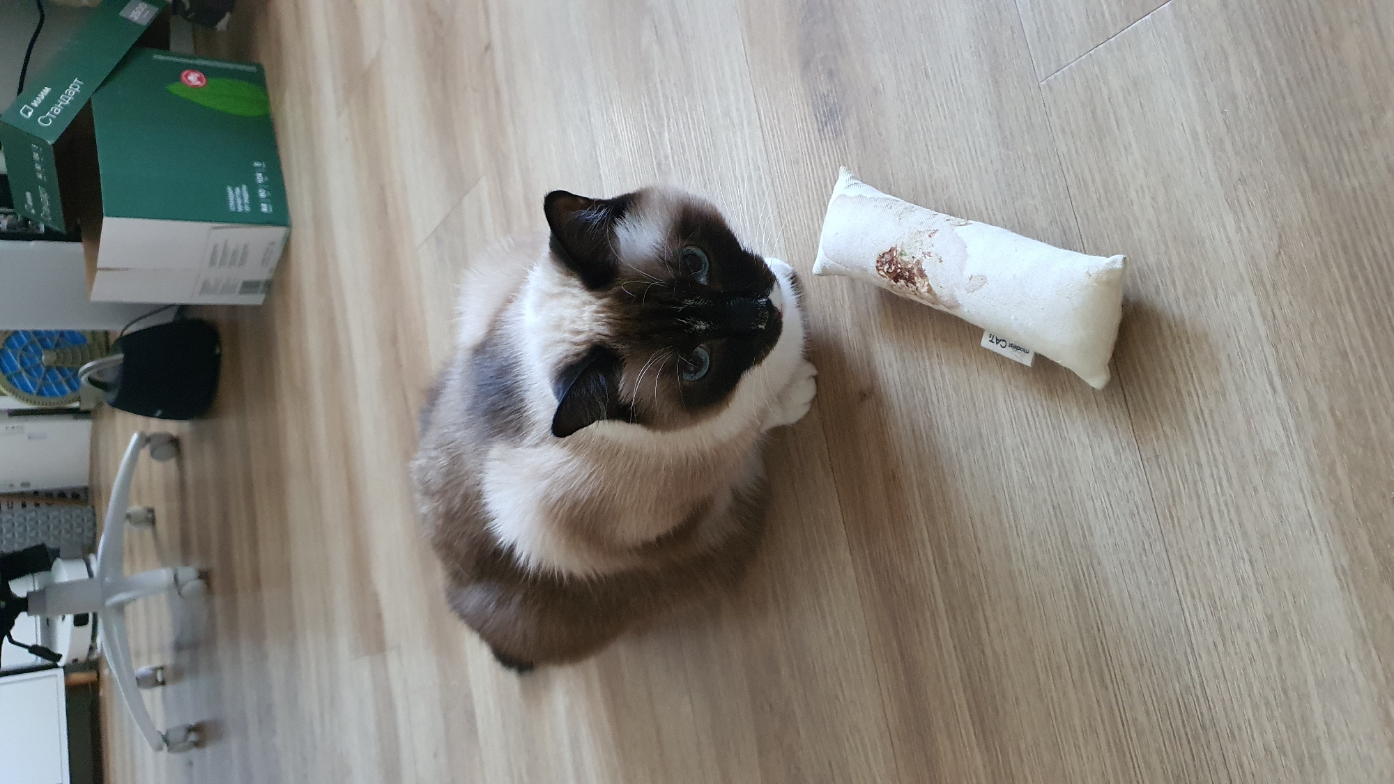 A Siamese cat with blue eyes is lying on a light-colored wooden floor. It has cream-colored fur on its body and legs, with brown markings on its face, ears, and tail. The cat is looking towards a small, white, cylindrical toy filled with catnip. The toy is placed on the floor in front of the cat. In the background, there is an office chair, a blue fan, a black speaker, and a green cardboard box. The scene appears to be an indoor setting, possibly a home or an office. The lighting is natural, suggesting daylight.