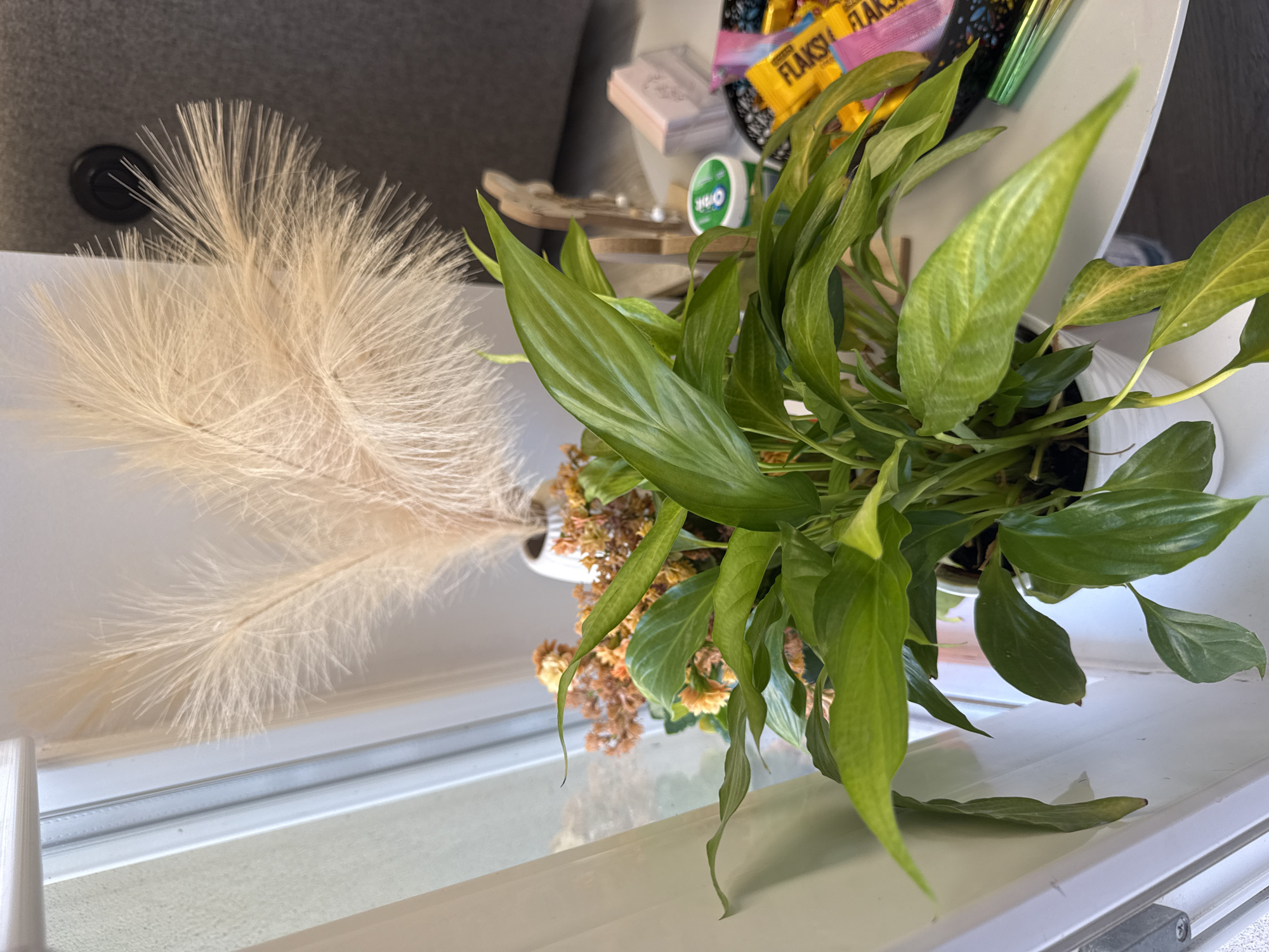 A peace lily plant sits on a windowsill in Burgas, Bulgaria. The plant has lush green leaves and is in a white pot. Behind the plant, there is a vase with dried pampas grass. On a table to the right, there are several colorful candy wrappers, a small green container, and a stack of pink and white papers. A sheer white curtain hangs to the left, partially obscuring the view outside. The lighting suggests it is daytime.