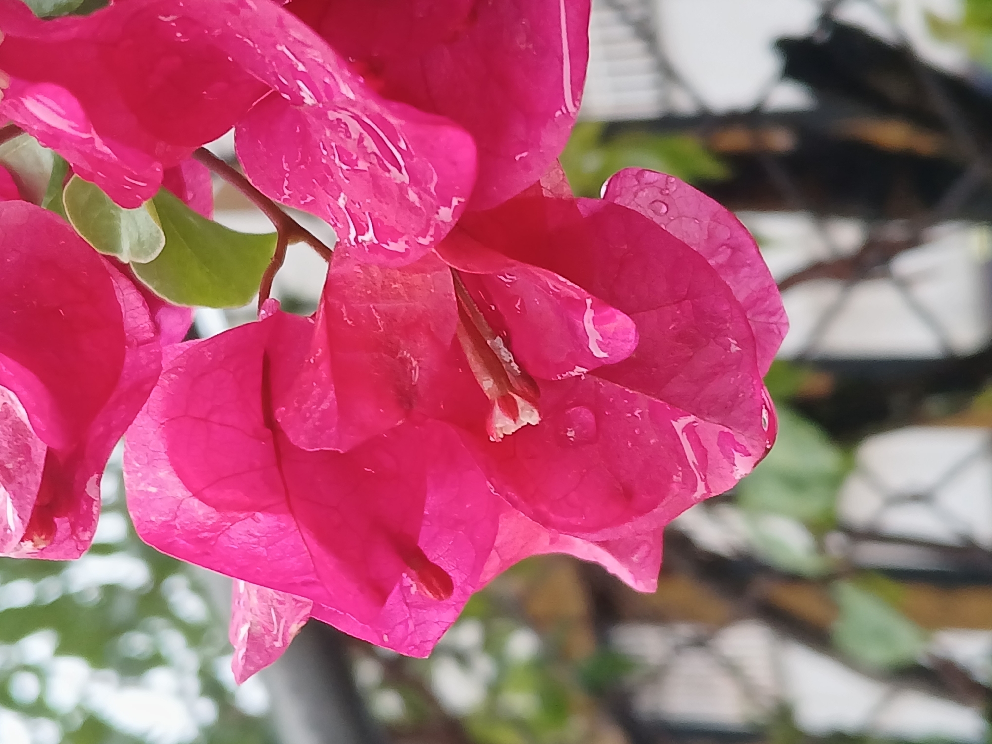 A close-up, brightly lit photograph captures vibrant pink or fuchsia bougainvillea flowers, heavily adorned with clear water droplets. The flowers are the central focus, filling most of the frame and exhibiting delicate vein patterns on their petals. One flower in the lower center clearly shows its small, white and reddish-brown true flower nestled within the colorful bracts, also speckled with moisture.
The background is softly blurred, providing a gentle contrast to the sharp details of the petals. Glimpses of green foliage and indistinct, lighter and darker shapes suggest an outdoor setting, possibly a fence or part of a building behind the plant. The presence of numerous water droplets indicates either recent rainfall or morning dew. The lighting suggests it is daytime. There is no visible text. The scene evokes a fresh, natural moment in Ciudad Guayana, Venezuela.