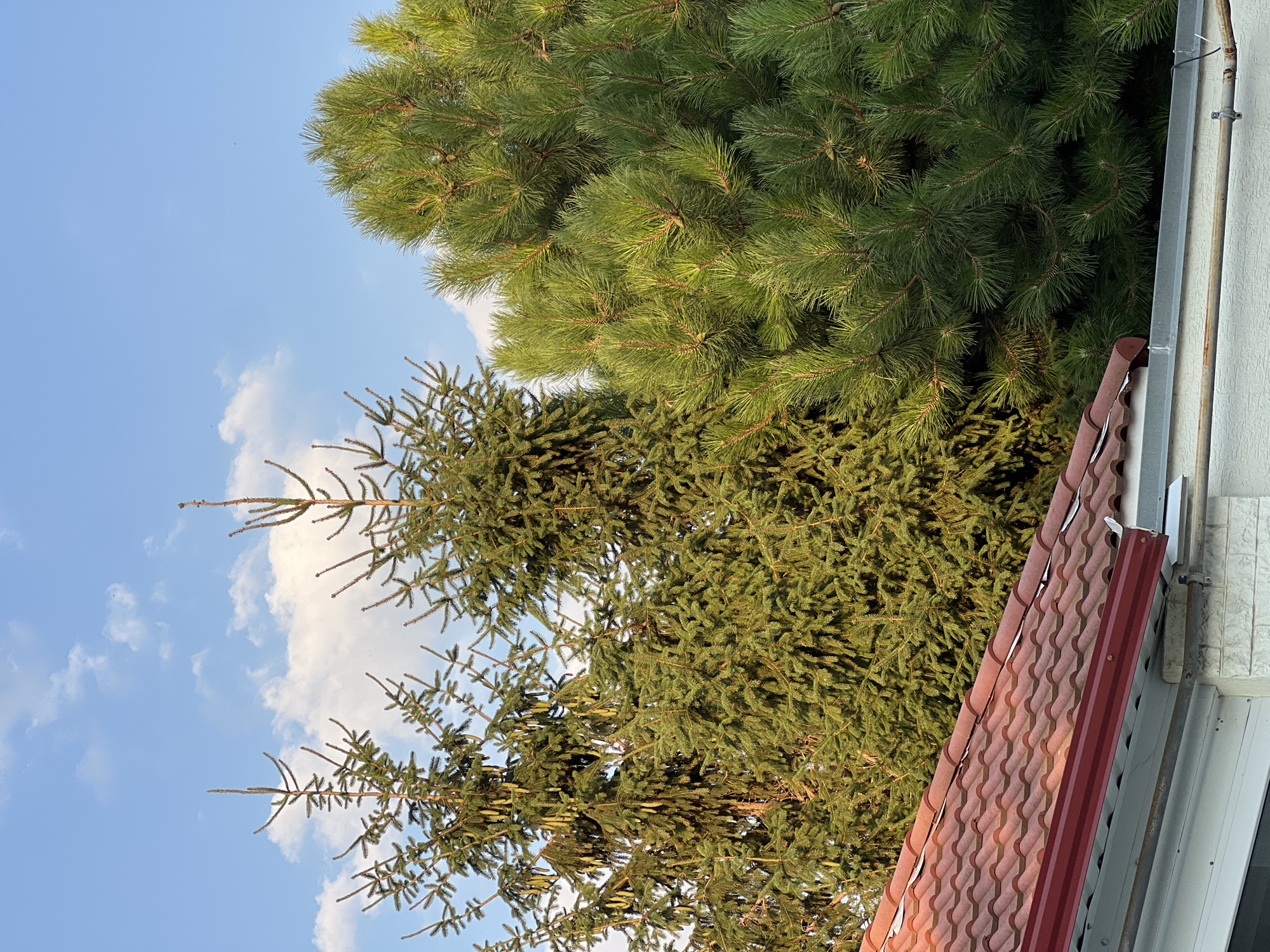 The image depicts an outdoor scene with a clear blue sky and scattered white clouds. In the foreground, a portion of a red tiled roof is visible, with a white wall and guttering beneath it. Behind the roof, several evergreen trees are prominent. Two spruces are on the left, with elongated cones hanging from their branches. To the right of the spruces is a large pine tree, characterized by its dense green foliage and needles. The lighting suggests it is daytime, likely late afternoon given the warm tones on the roof tiles and the way the sunlight illuminates the trees. There are no people or animals visible in the image. The scene appears to be a residential area, possibly a backyard or garden in Fontanka, Ukraine, given the context.