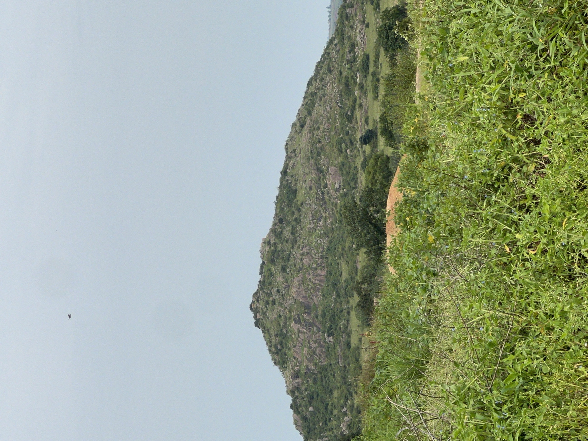 A wide-angle, eye-level, outdoor photograph shows a rocky, green hill with sparse trees and vegetation under a light gray sky. In the foreground, tall green grass and thorny branches are visible. The hill has patches of exposed rock and is covered in green brush and scattered trees. A small bird is visible in the sky towards the upper left of the frame. The scene appears to be a rural landscape, potentially in or around the city of Dong, Nigeria.