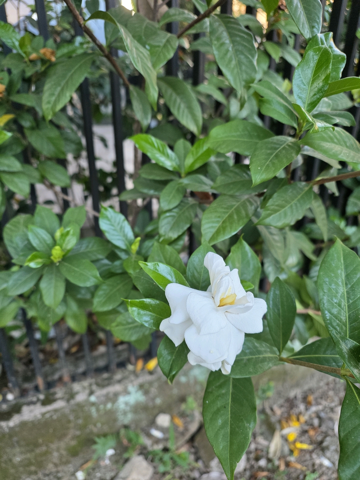 In Bojongsoang, Indonesia, a white gardenia flower blooms amidst lush green foliage, positioned in the foreground of the image. The flower's delicate petals, with hints of yellow at its center, are partially unfurled. Behind the plant, a dark metal fence with vertical bars serves as a backdrop, suggesting a garden or outdoor space. The ground below the plant appears to be a mix of soil and scattered yellow petals, with some green plants and stones visible. The overall environment appears to be a bright, outdoor setting, likely during daylight hours.