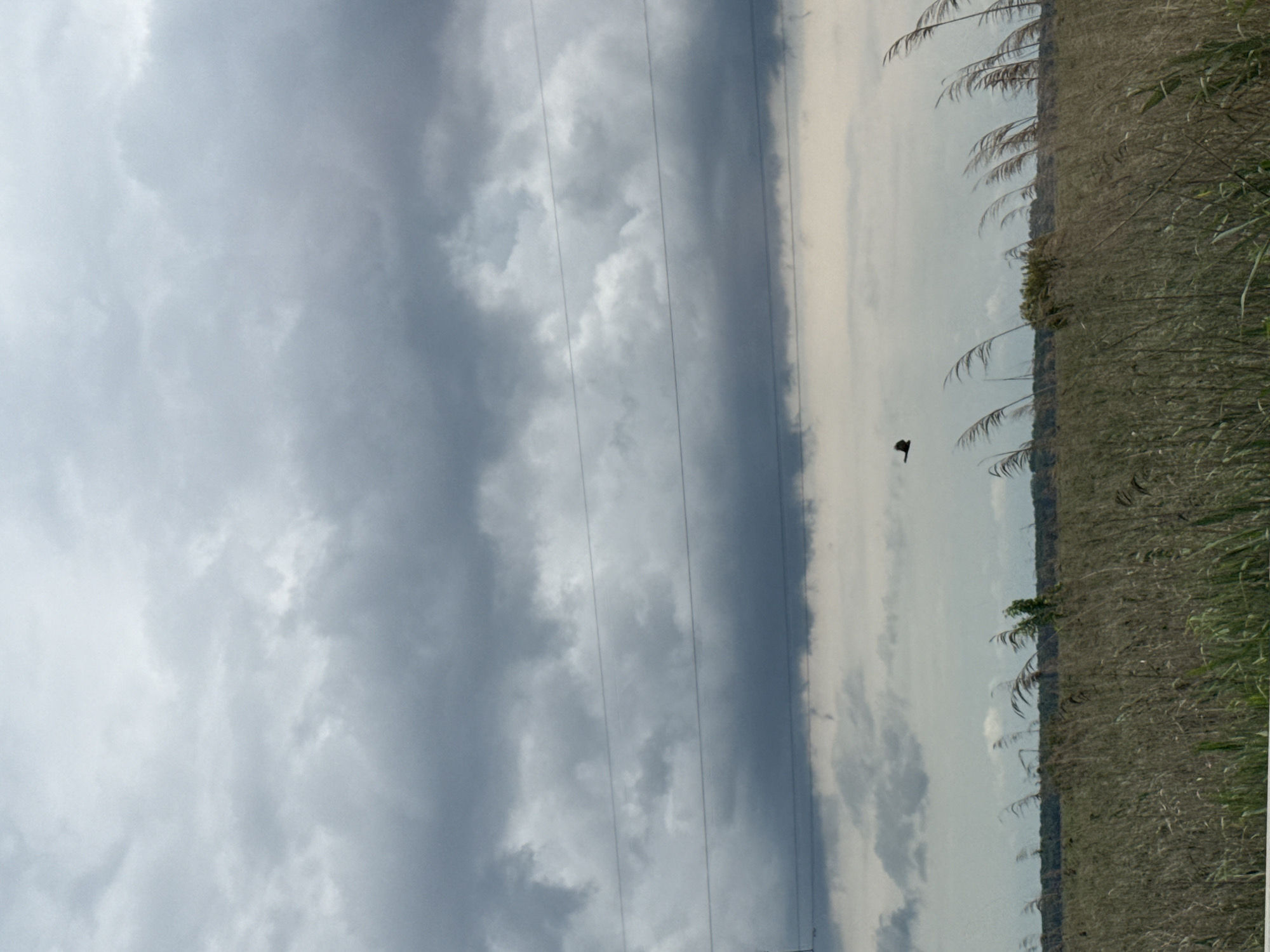 A vertical outdoor shot depicts a landscape with a cloudy sky and tall grass. Power lines are visible against the cloudy sky. A single bird is flying in the sky. The location and city are unknown.