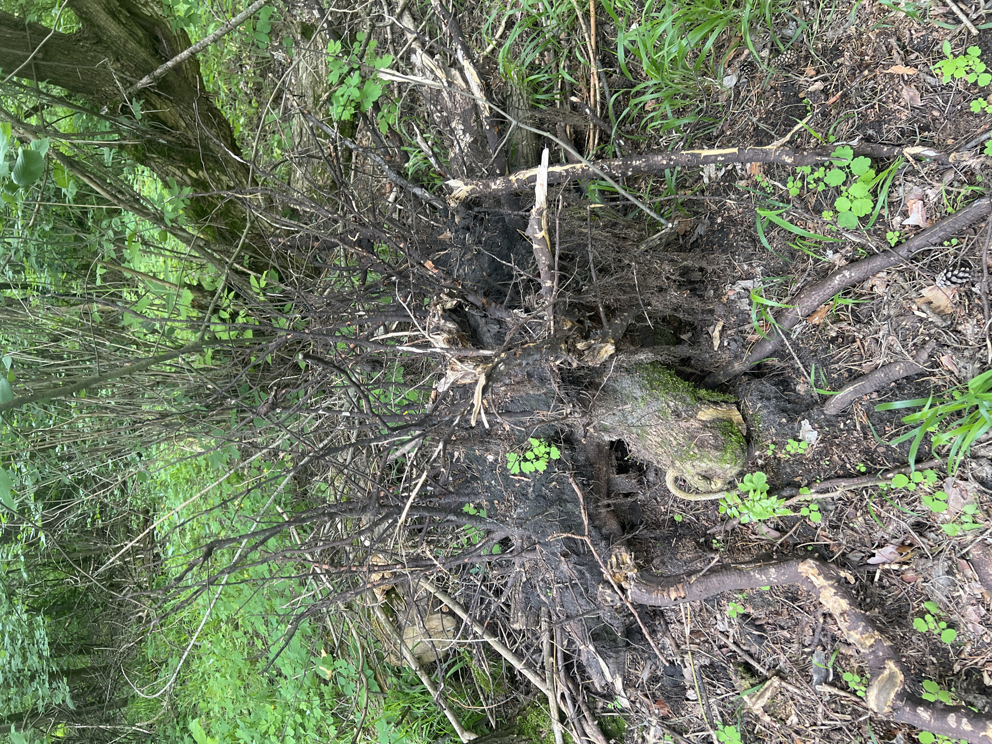 The image shows a close-up, overhead view of a fallen tree root system and surrounding forest floor. The scene is dense with natural elements. Prominent subjects include the gnarled, exposed roots of a large tree, some of which are blackened, suggesting past fire damage or decomposition. These roots are intertwined with numerous dry, brittle branches and twigs. The ground beneath is covered in dark soil, leaf litter, and patches of moss. Small, vibrant green plants and blades of grass sprout up around the decaying wood. In the background, out of focus, the image shows more dense foliage and the trunks of other trees, indicating a wooded or forest setting. The lighting suggests it is daytime, with no specific time of day evident. The weather appears to be mild, suitable for outdoor growth. There are no people, animals, or text visible in the image. The overall impression is one of natural decay and regeneration within a forest ecosystem.