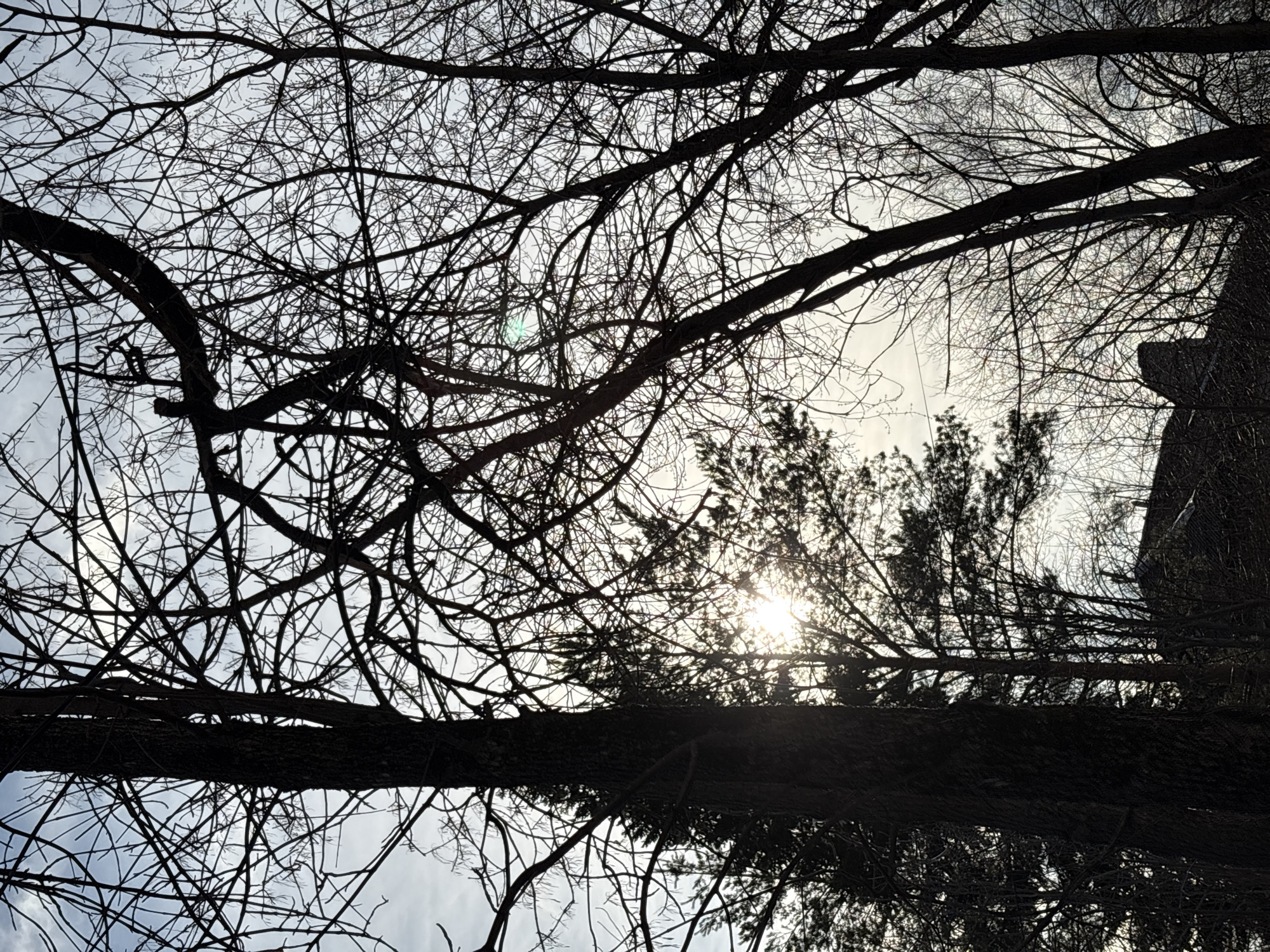 The image depicts a view looking up through the branches of trees, with the sun shining through in the background. The location appears to be a wooded area in the city of Unknown, Unknown. The branches are mostly bare, suggesting it is either late autumn or winter. A building is visible in the background. The sky is light, with some cloud cover visible.