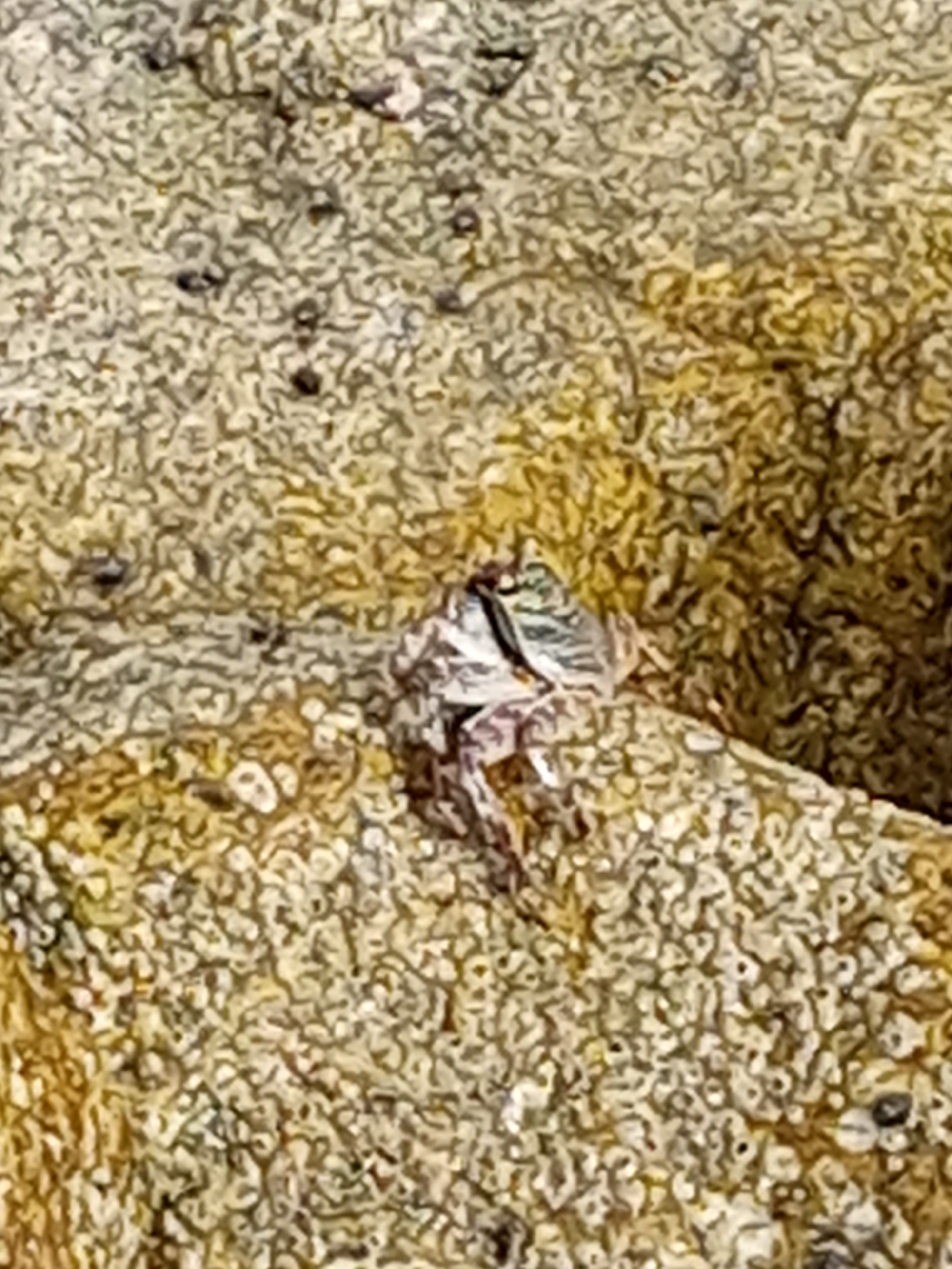 A small crab with a patterned shell is positioned on a rocky surface. The crab's shell exhibits a mix of light and dark stripes, with hints of green and purple. The surrounding rocks are textured and appear to be a light brown or tan color, with some darker speckles and lighter, almost white, protrusions. The lighting suggests it is daytime, and the image is taken from a close-up perspective, highlighting the details of the crab and its environment. There are no people or other discernible objects in the frame.