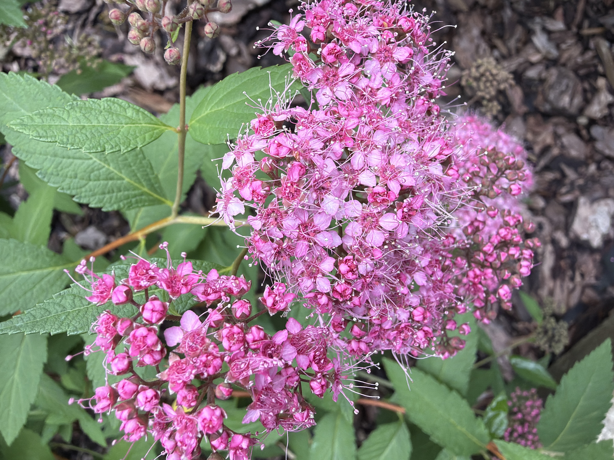 The image shows a close-up view of a cluster of delicate pink flowers with thin, wispy stamens, possibly a Spiraea variety. The flowers are densely packed on thin stems. Several green leaves with serrated edges are visible in the background, along with some dry, brown mulch. The lighting suggests it is daytime, and the focus is on the floral subject, with the background slightly blurred. There are no people, text, or specific event indicated. The scene appears to be a garden or natural outdoor setting.