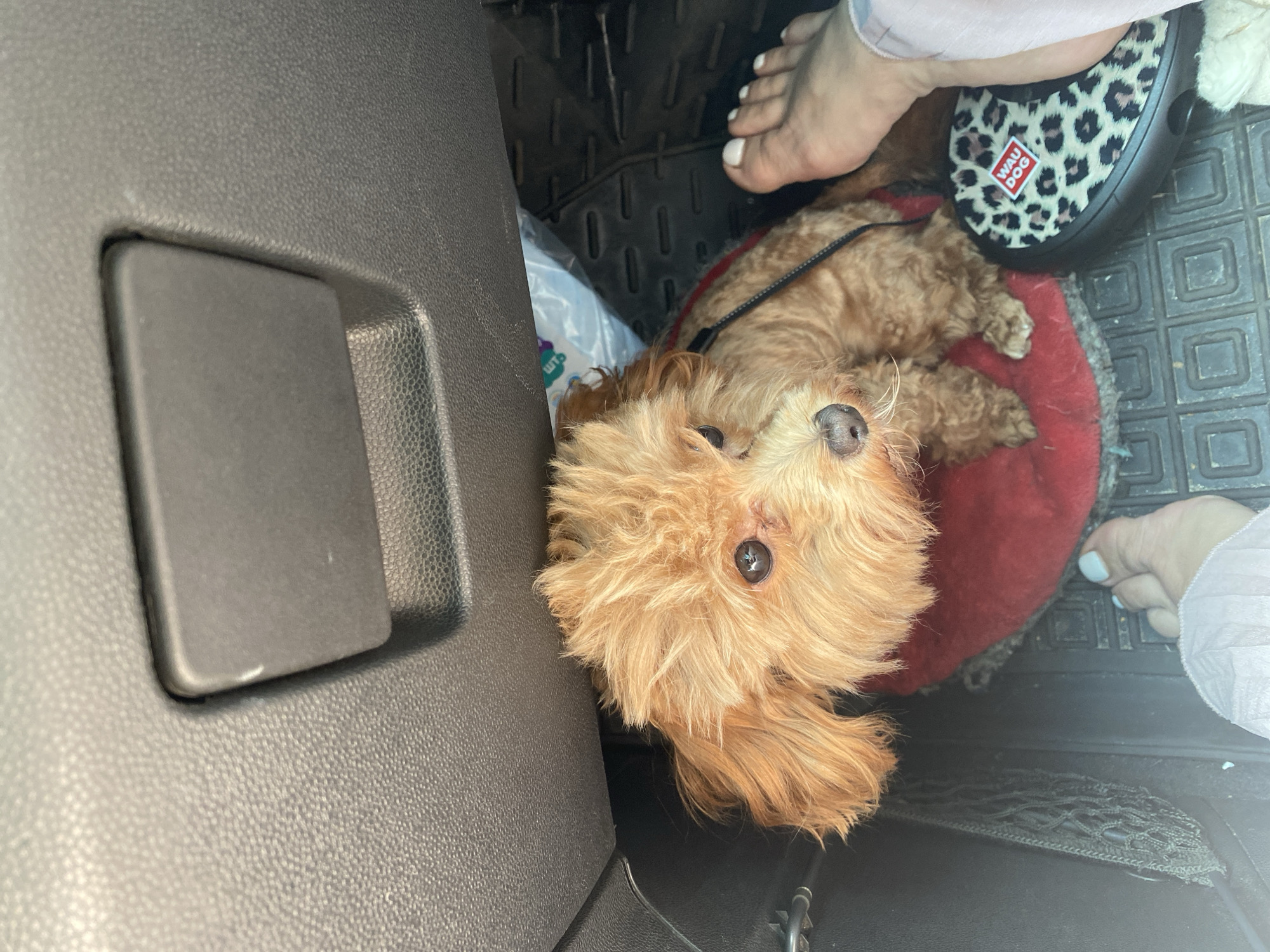 A small, fluffy, light brown dog with dark eyes and a black nose is sitting on a red circular mat inside a vehicle. The dog appears to be a poodle mix. Above the dog, a dark gray textured surface with a recessed rectangular area is visible. To the right of the dog, a human foot with white nail polish is visible, wearing a black and tan leopard print shoe with a red and white "WAU DOG" logo. The floor of the vehicle is covered with black textured mats. To the left of the dog, a black mesh net pocket is attached to the vehicle's interior. A white plastic bag with blue and green print is partially visible behind the dog. The scene is lit by overhead natural light. The image was taken in the city of Dnipro, Ukraine.