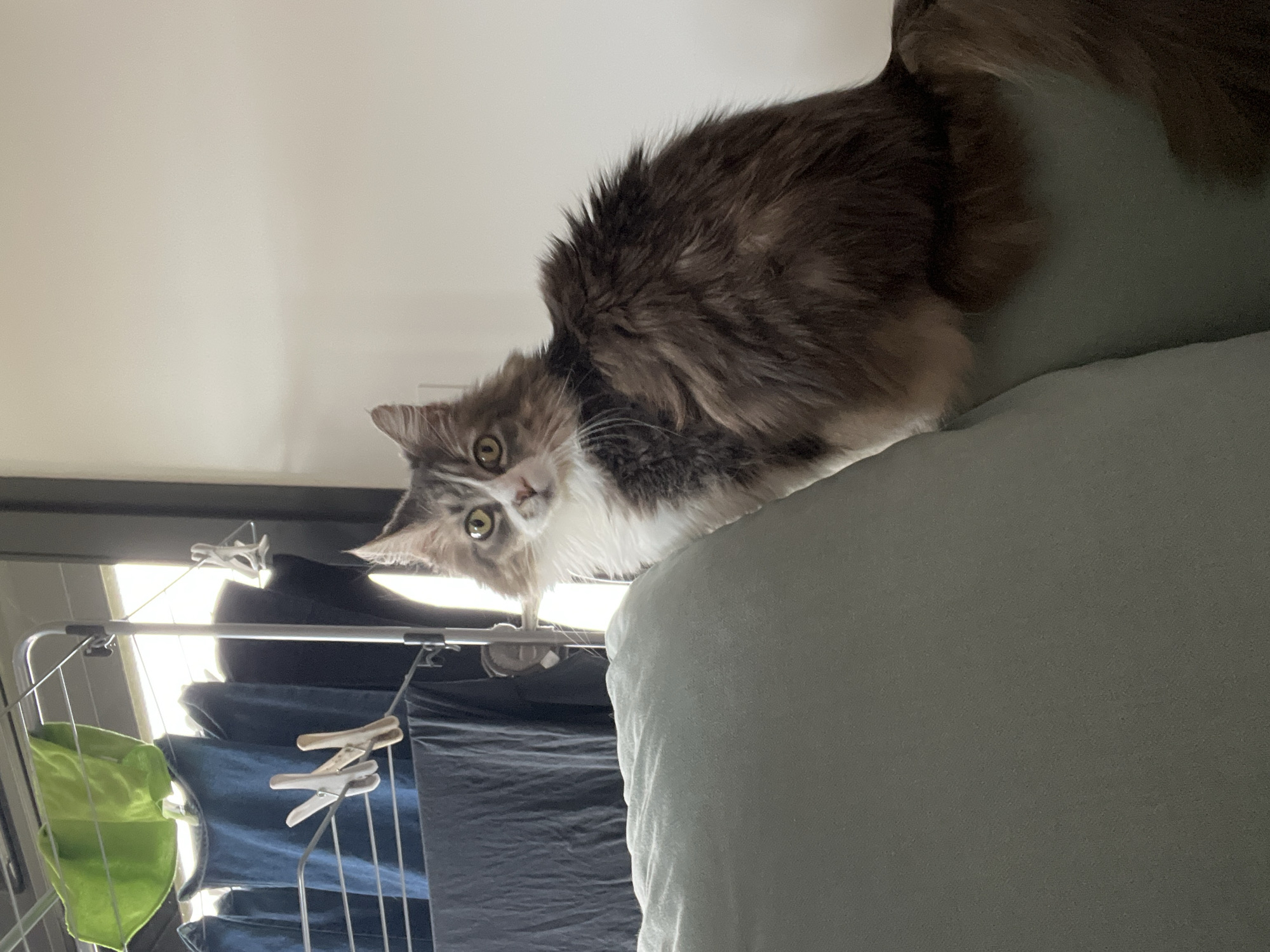 A medium-long-haired cat with gray and white fur lies on a light gray surface, likely a cushion or bed. The cat gazes at the camera with an inquisitive expression, its head tilted slightly.
Behind the cat, a clothes-drying rack is visible, featuring clothes hanging from it. The clothing includes a green garment and dark-colored fabrics. The environment appears to be indoors, based on the presence of the rack and the ceiling visible at the top of the frame. There is a window in the background with sunlight streaming through it, possibly indicating daytime.
The location is Chambœuf, France.