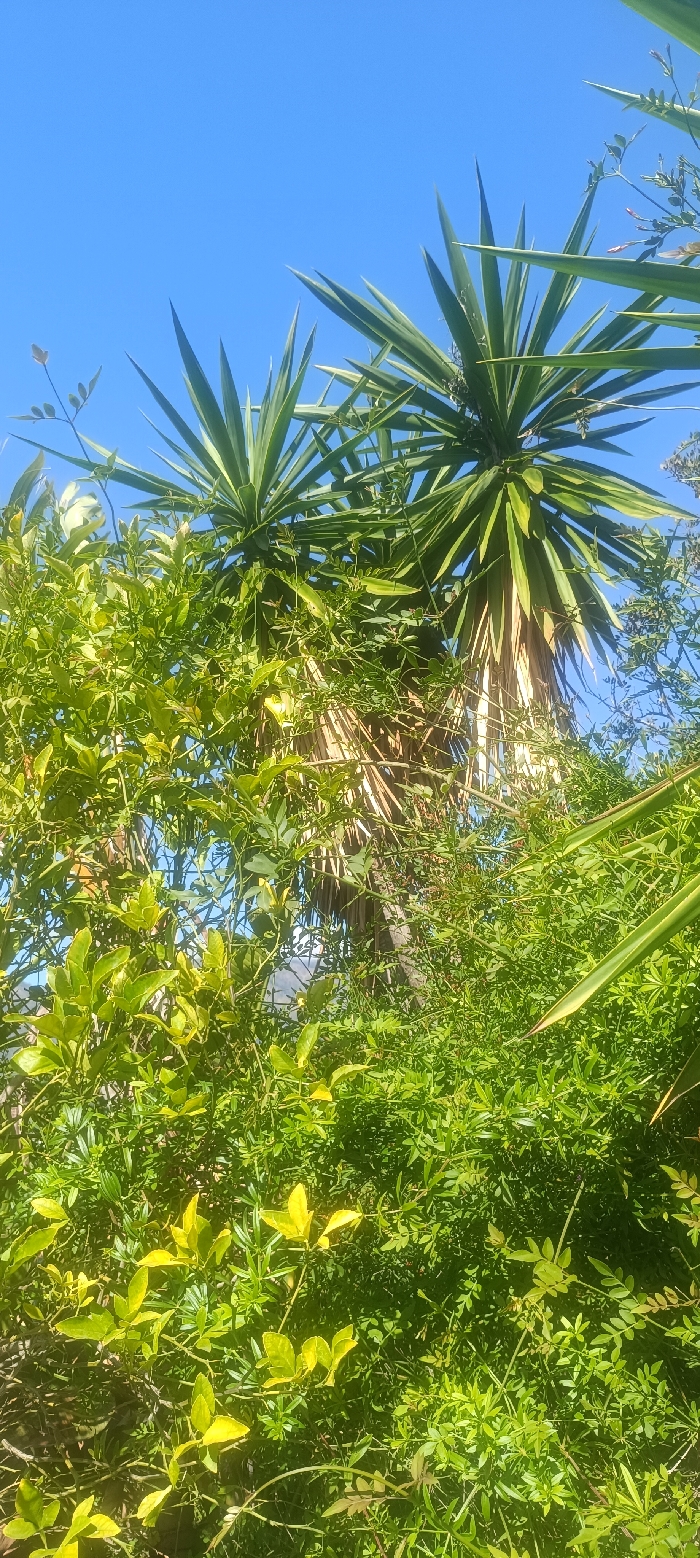The image displays an outdoor botanical scene located in Forest Hills, Spain. A clear blue sky occupies the upper third. Two large, multi-stemmed Yucca-like plants rise from the midground, featuring radiating clusters of pointed, green, sword-shaped leaves. Their lower trunks are visible, exhibiting fibrous, dried, light brown material. The lower two-thirds of the image are filled with dense, intermingled green foliage, comprising broad-leaved plants with light green to yellowish-green ovate leaves on the left, and finer-leaved, darker green plants, possibly vines, on the right and center. This foreground vegetation partially obscures the lower sections of the larger Yucca-like plants. The scene is illuminated by bright, natural sunlight, indicating clear weather. No individuals, animals, or discernible man-made structures are present.