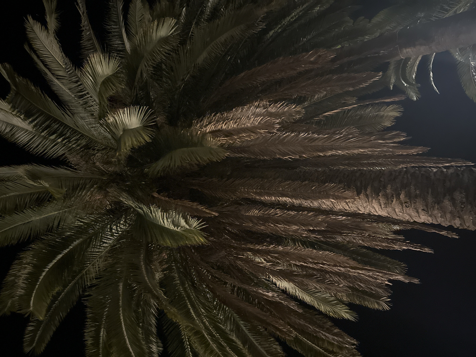 A low-angle shot captures the dense fronds of a large palm tree against a dark, nocturnal sky. The tree dominates the frame, its trunk textured and segmented, rising upwards into a sprawling canopy. Individual fronds, varying in color from deep green to a dry, golden brown, fan outwards and hang downwards. Some fronds are illuminated, catching the light and revealing intricate details of their feathery structure, while others are cast in shadow. In the background, the dark sky is punctuated by faint lights, suggesting an urban or suburban environment. The hint image does not provide any information about the specific location within Abaata, Abkhazia, as it is not visible or inferable from the visual data provided.