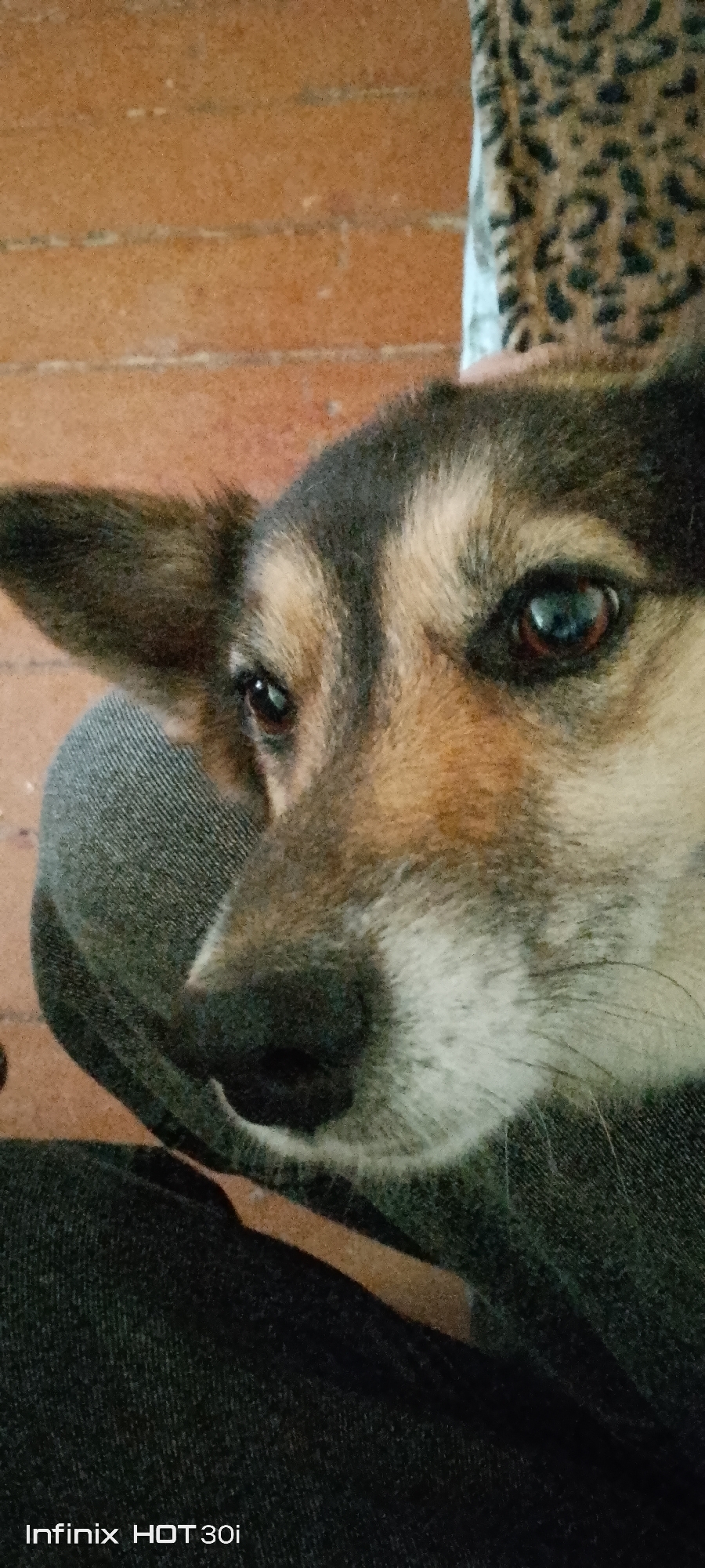 A close-up, vertical, outdoor, medium shot shows a dog's head and shoulder area. The dog has brown and black fur, with lighter fur around its muzzle and eyes. Its left ear is visible, pointed upwards. The dog is resting on a gray, textured fabric, likely clothing. In the background, a brown, brick-like pattern is visible on the left, and a spotted fabric, similar to leopard print, is on the right. The lighting is dim, casting shadows. The bottom of the image displays the text "Infinix HOT 30i". The scene is located in the city of Kedrovy, Russia.