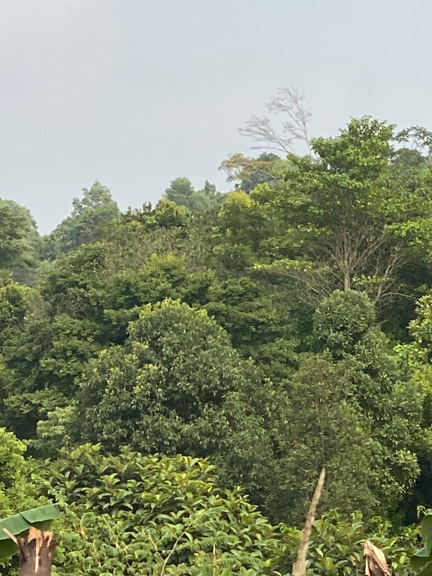 The image is a medium-shot, vertical, outdoor photograph of a dense, lush green forest under an overcast sky. The foliage is varied, with different shades of green indicating a mix of tree types and growth densities. In the foreground, towards the bottom left, a portion of a banana leaf is visible, along with a cut wooden post. Further into the forest, there are several prominent trees with visible trunks and branches, their leaves forming a thick canopy. In the upper right quadrant of the image, a bare tree with delicate, wispy branches stands out against the pale sky, appearing almost ghost-like. The overall impression is one of natural abundance and a slightly hazy, atmospheric quality, likely due to mist or clouds. The location is described as the city of Unknown, Unknown, indicating that specific geographical details are not provided.