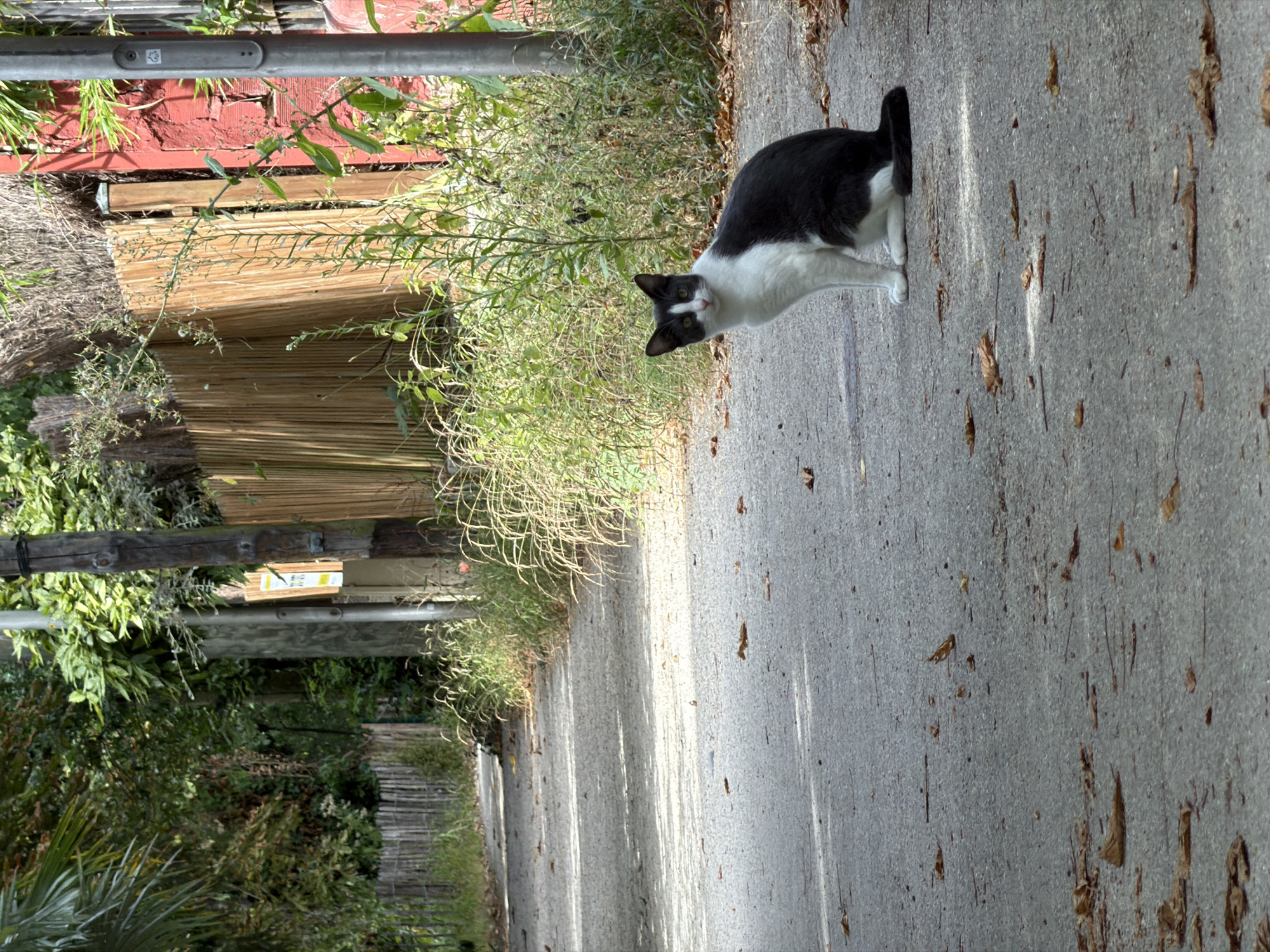 A black and white cat is sitting on an asphalt path in Joinville-le-Pont, France. The cat is facing forward and looking directly at the camera. The path is lined with dry grass and leaves, and a wooden fence is visible in the background. A red building and a utility pole are also present in the scene. The sky is not visible. The lighting suggests it is daytime.