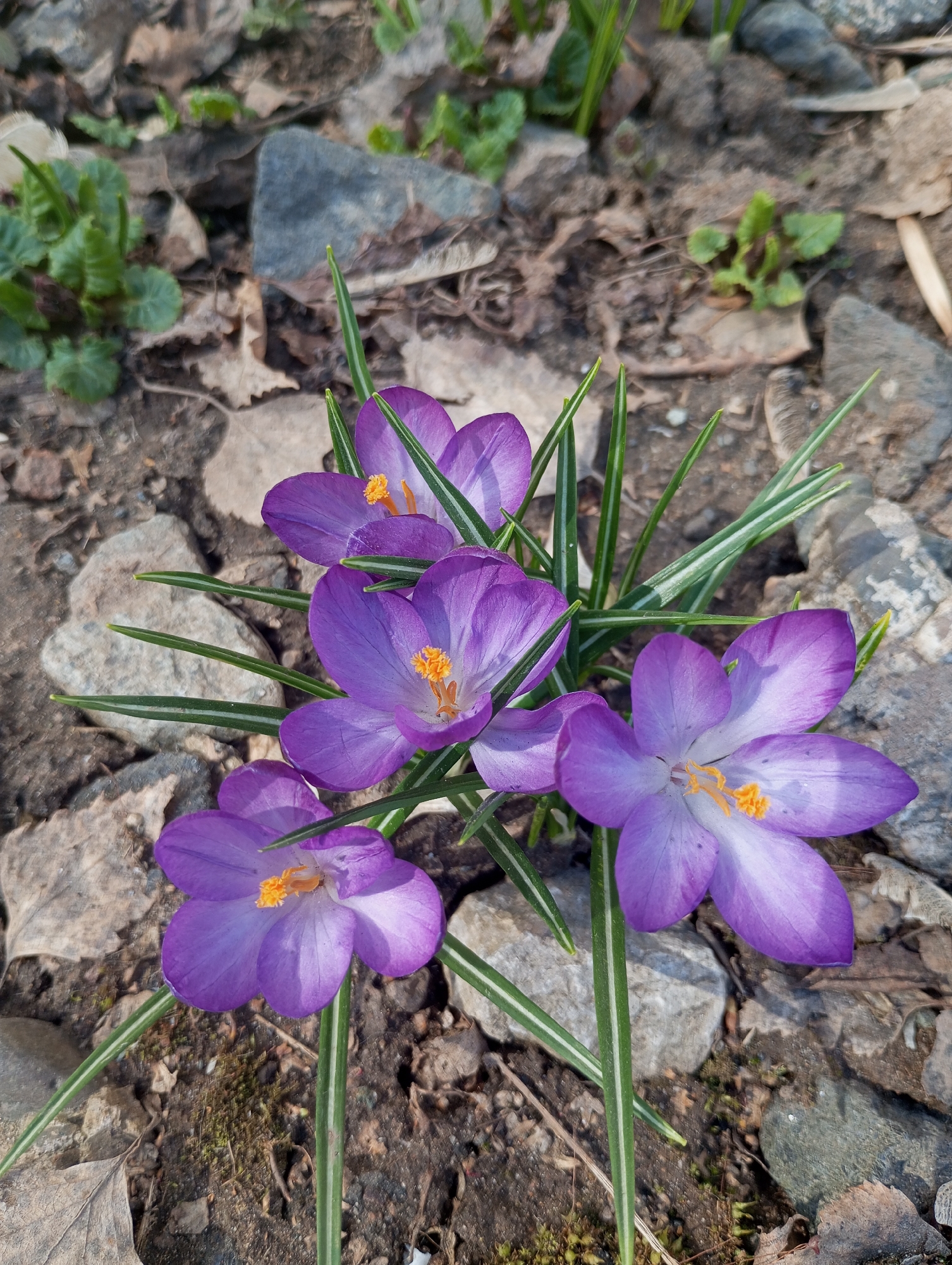The image depicts a cluster of purple crocus flowers in an outdoor setting. The flowers have yellow stamens and are surrounded by slender, striped green leaves. The ground is covered with a mixture of small rocks, dead leaves, and patches of moss. Based on the presence of the Crocus flower it is likely spring in Pervomaysky, Russia.