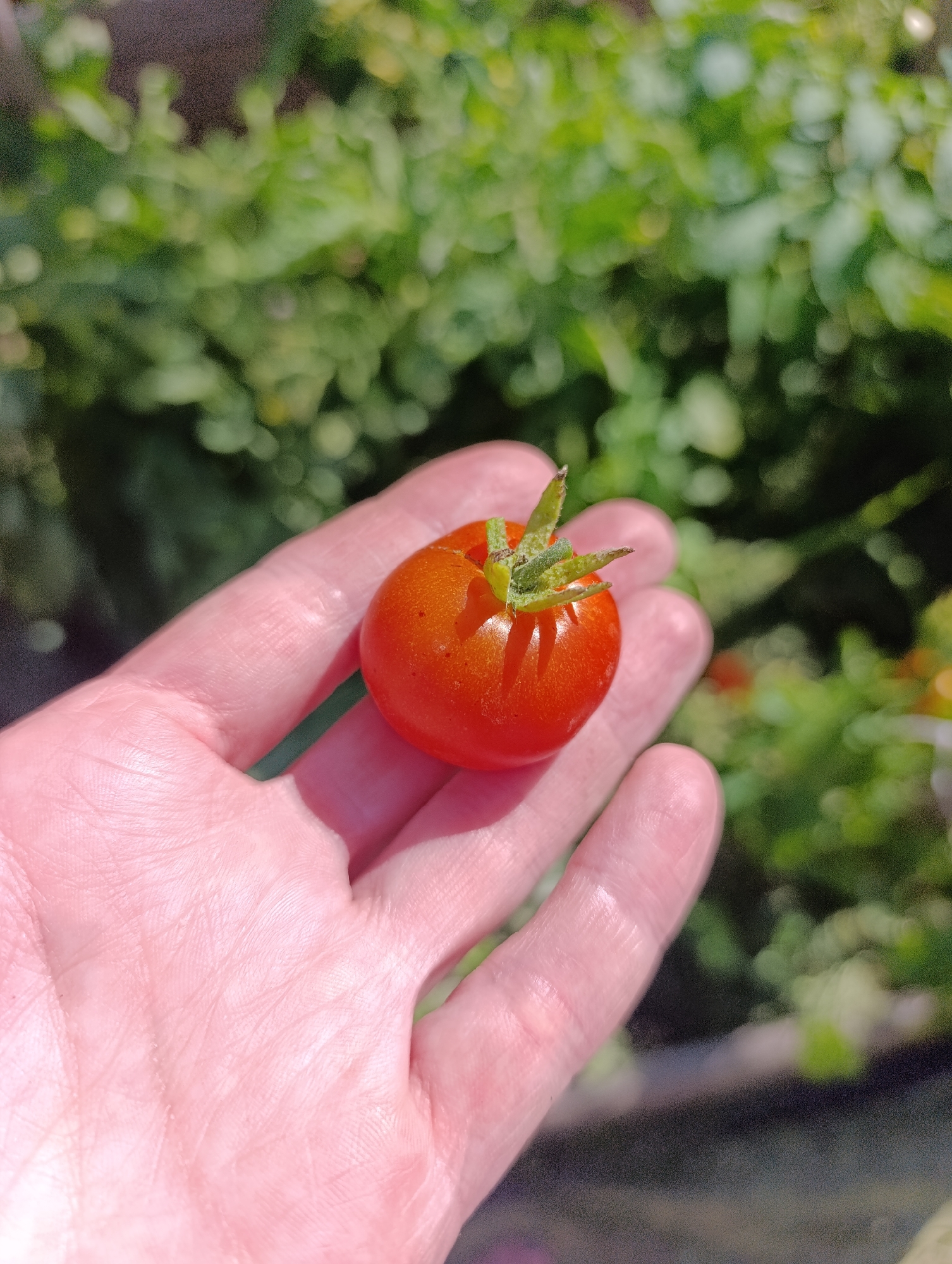 A close-up shot shows a person's hand holding a single ripe, red cherry tomato. The tomato is round with faint lines radiating from the stem. The hand, with visible palm lines, is gently cupping the fruit, implying a moment of harvesting or inspection. The background is a blur of green foliage, suggesting an outdoor garden setting. The lighting indicates it is daytime, likely sunny, as evidenced by the shadows on the hand and the bright illumination of the tomato. The location is stated to be the city of Ivanovka, Russia.