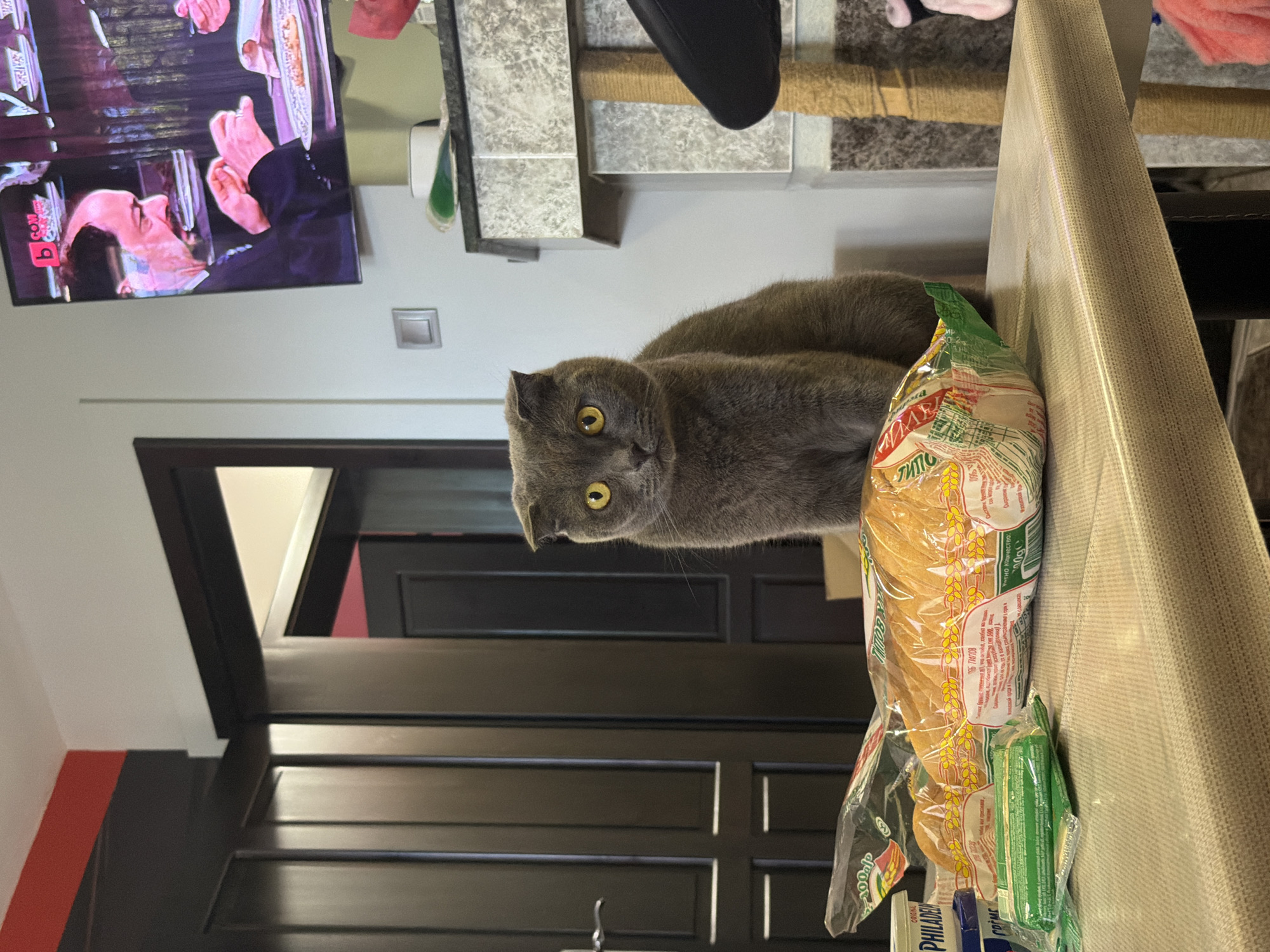 In a residential interior in Novi Iskar, Bulgaria, a Scottish Fold cat with gray fur and yellow eyes is perched on a table. In front of the cat, a package of bread is visible, along with a container of Philadelphia cream cheese and a package of green food items. Behind the cat, a television screen displays a scene with a man. The room has dark wooden doors and a wall-mounted light switch. The overall environment appears to be a living room or dining area.