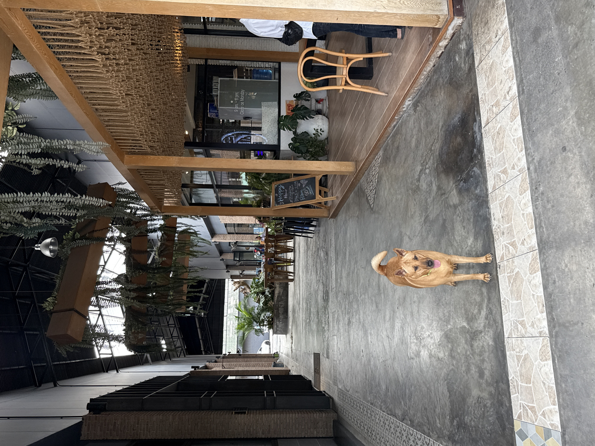 A medium-sized, tan-colored dog stands on a concrete walkway. The dog is facing the camera, with its mouth open and tongue slightly out, appearing to pant. It is wearing a yellow collar. The walkway is bordered by a patterned tiled strip on the left and right sides. In the background, to the right, is an outdoor seating area of a cafe with wooden beams and decorative ropes hanging from the ceiling. A light-colored wooden chair is visible in the foreground of the cafe area. Behind the seating area, through glass windows, a counter and customers can be seen inside. To the left of the walkway, there is a brick wall with dark vertical beams. Further down the walkway, there are tables and chairs set up, and greenery. The environment suggests an open-air establishment in Ko Samui District, Thailand.