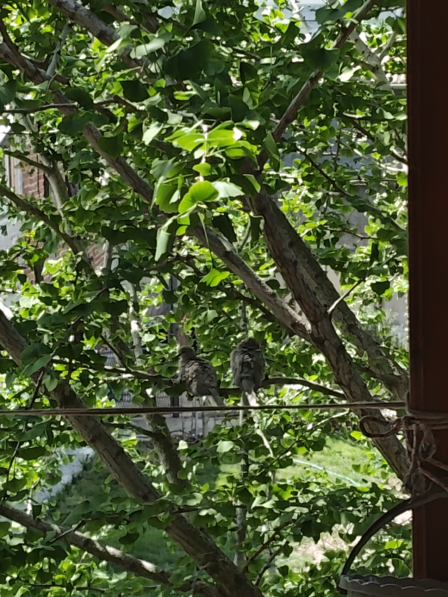 The image shows two birds perched on a wire, viewed through a window or opening, with a tree heavily laden with green leaves filling much of the frame. The leaves have a fan-like shape, suggesting a ginkgo tree. The birds are facing away from the camera, and their plumage is a muted gray. Beyond the tree, there's a glimpse of another building and some greenery. A portion of a brown window frame or structure is visible on the right side of the image. The location of the image is Unknown, Unknown.