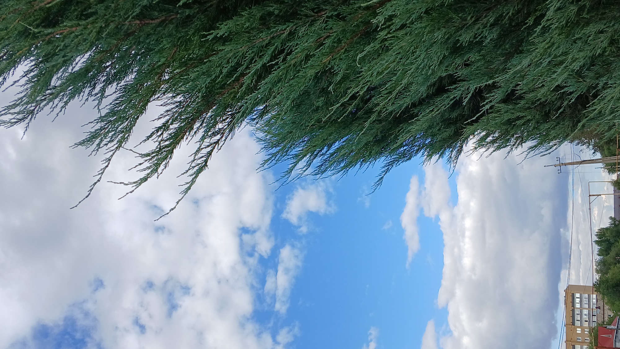The image depicts a close-up of a conifer tree branch with green foliage, positioned on the right side, obscuring a portion of the sky. The sky, visible on the left and center, is a vibrant blue with scattered white cumulus clouds. In the lower left corner, a multi-story building with a light brown facade and numerous windows can be seen, suggesting an urban or suburban setting. Below the building, a section of trees and other vegetation is visible. Power lines and a utility pole are present in the mid-ground, further indicating an inhabited area. The overall scene is outdoors, under a cloudy but bright sky. The location is identified as Oral, Kazakhstan.