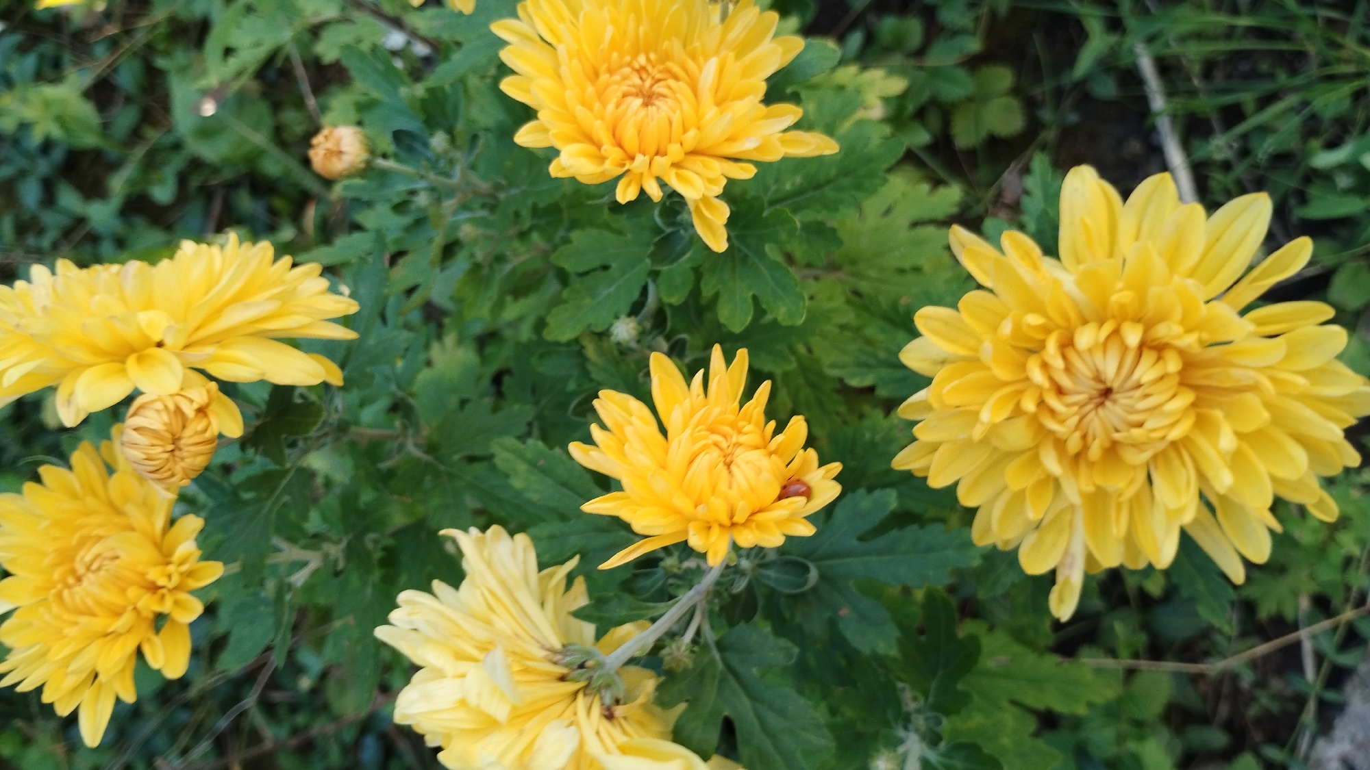 A top-down medium shot captures a cluster of bright yellow chrysanthemums with some unfurled petals and others in bud form, set against a backdrop of blurred green foliage. The image has a slightly overcast or shaded lighting, casting subtle shadows and creating a diffused atmosphere. There is a single, small red ladybug visible on one of the petals of the middle-left chrysanthemum. The scene is outdoors, likely in a garden or park, with a few stray blades of grass and twigs visible at the bottom edge of the frame. The overall impression is one of natural beauty and the late bloom of autumn flowers. The location is Unknown, Unknown.