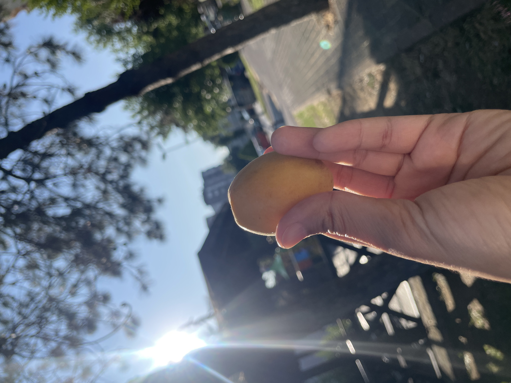 A hand holds a single, small, oval, light-yellow fruit in front of a blurred outdoor scene. The background shows a sun-drenched street with a paved walkway and grass on the side. Trees with dark foliage and a building are visible in the distance. The sun's rays create lens flares, suggesting it is midday or late afternoon. The environment appears to be a residential or park area within the city of Başakşehir, Turkey, given the architectural style and typical urban greenery. The image is taken from a low angle, looking up towards the sky and the fruit.
